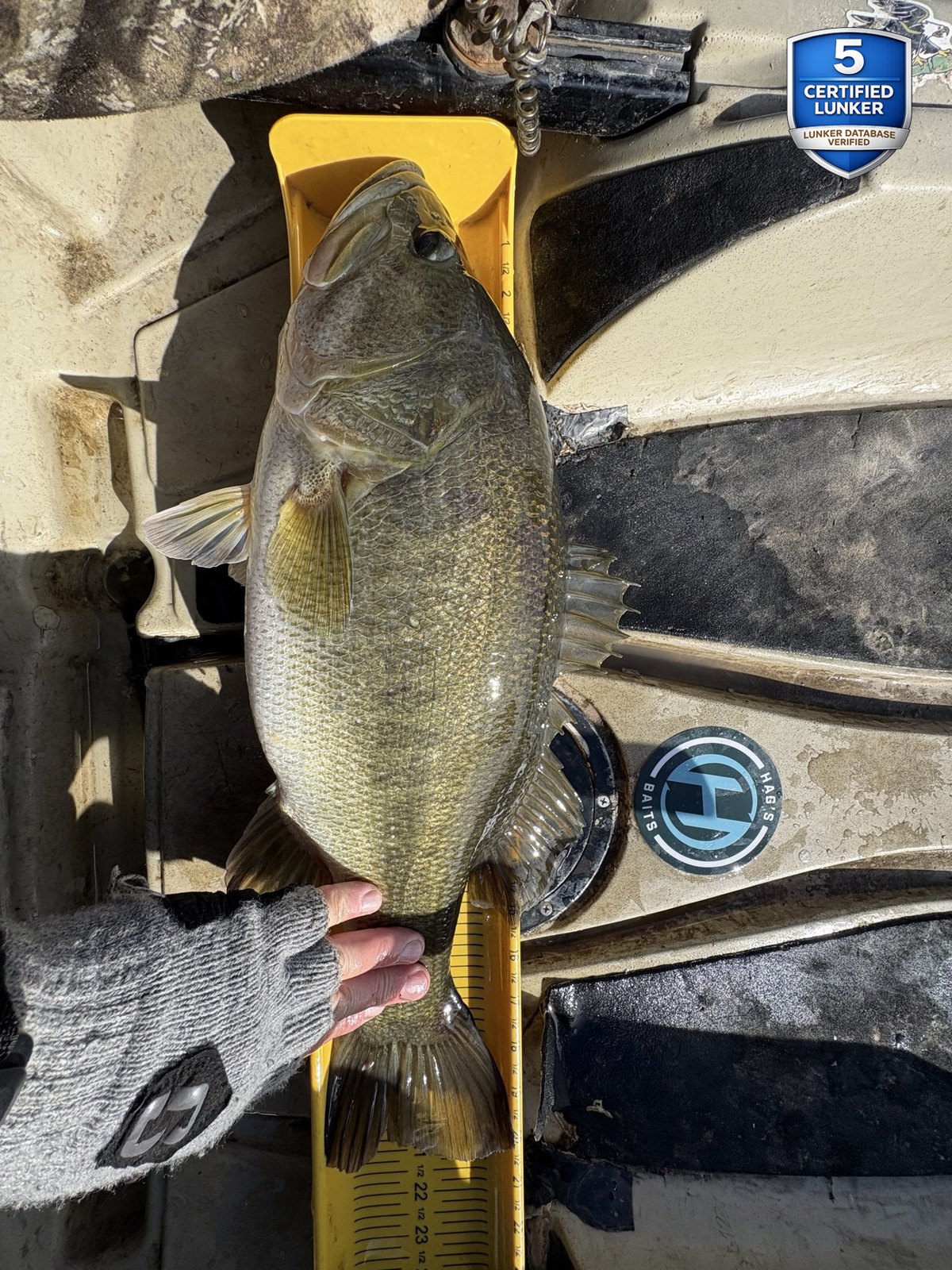 Largemouth Bass catch photo 3