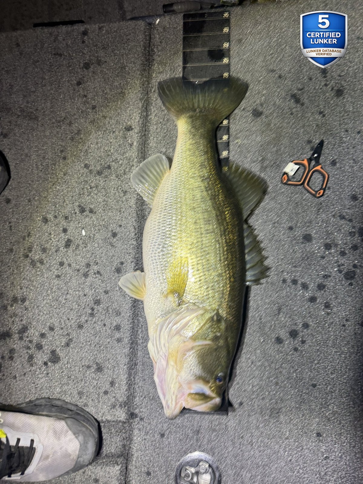 Largemouth Bass catch photo 3