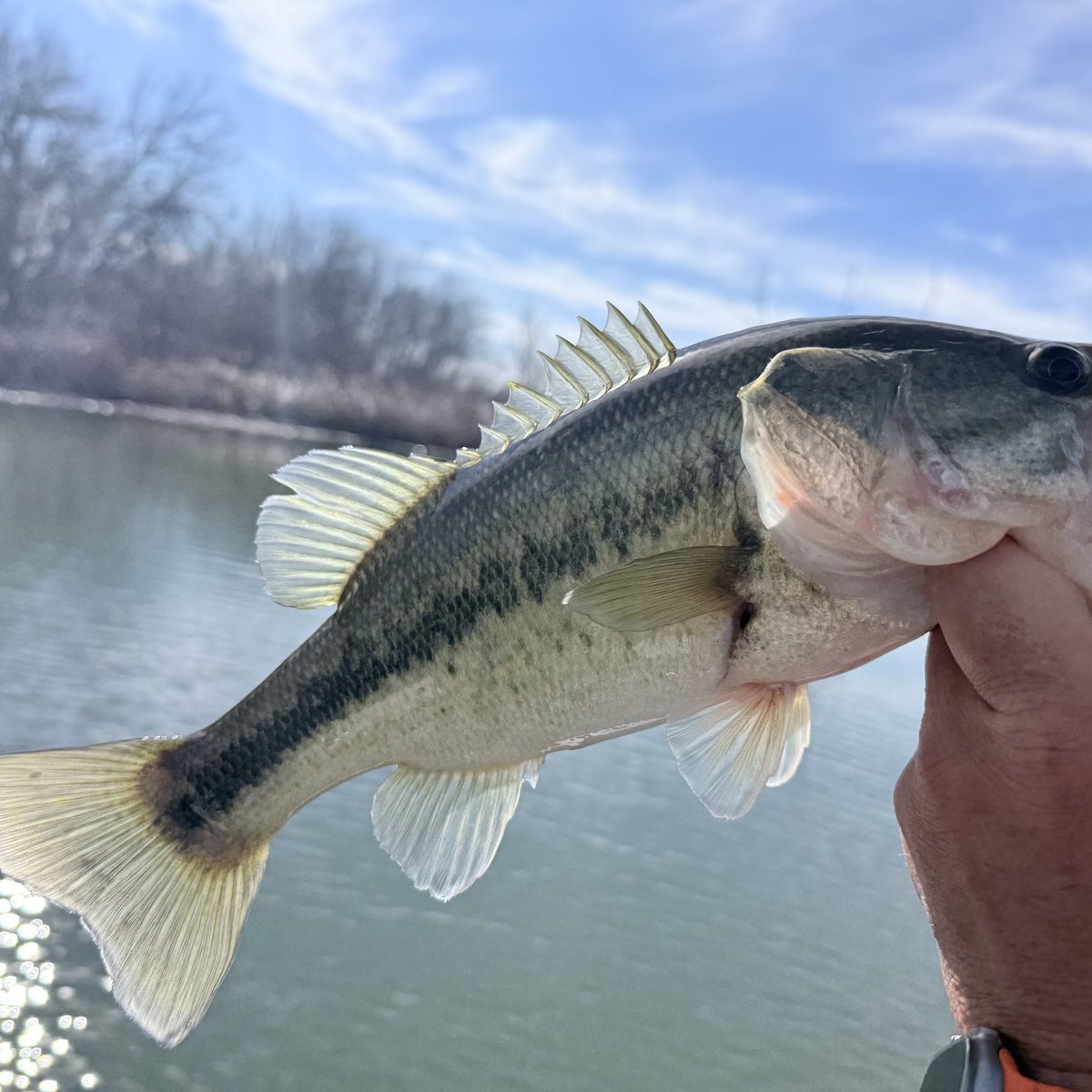 Largemouth Bass — 1 lbs 6 oz