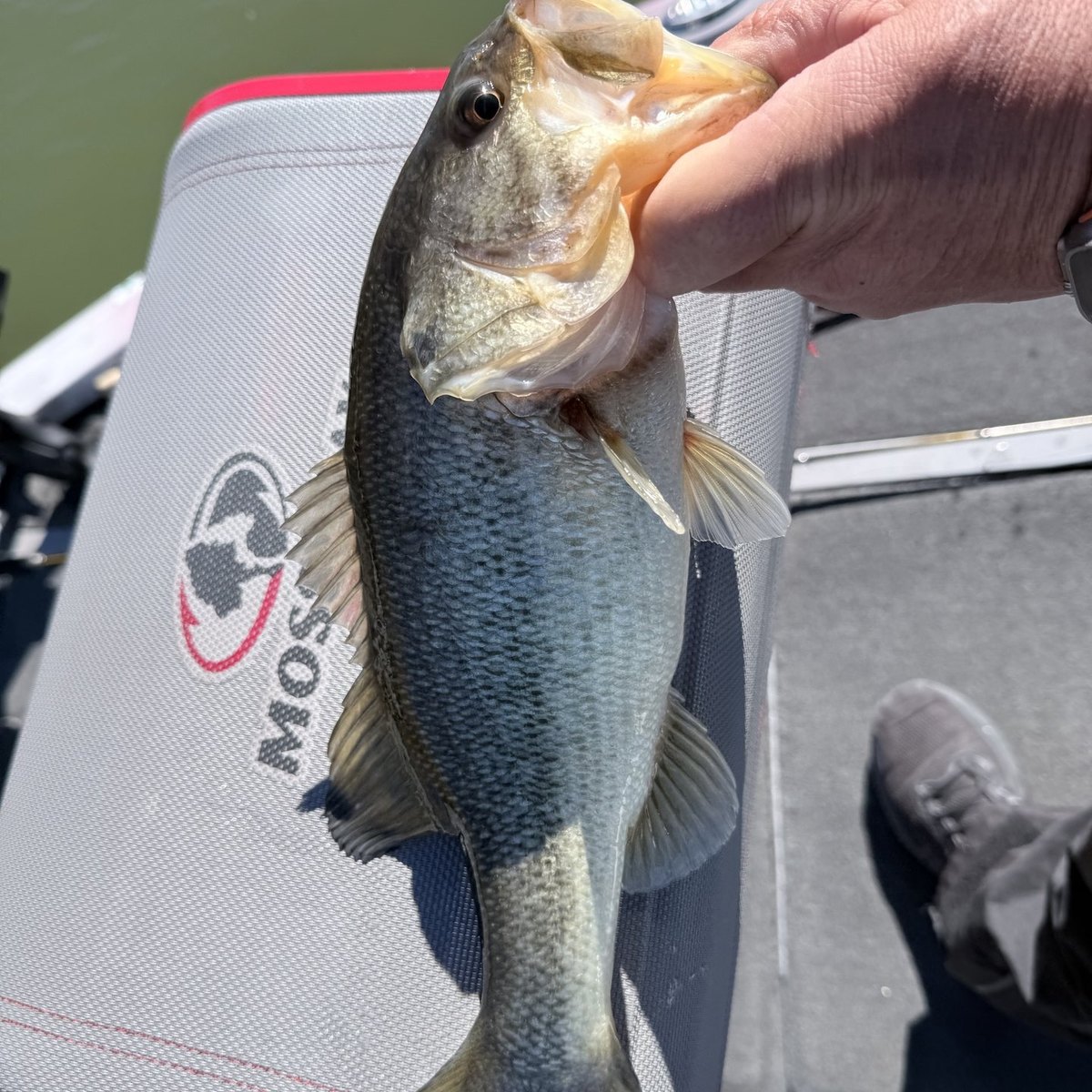 Largemouth Bass — 1 lbs 13 oz