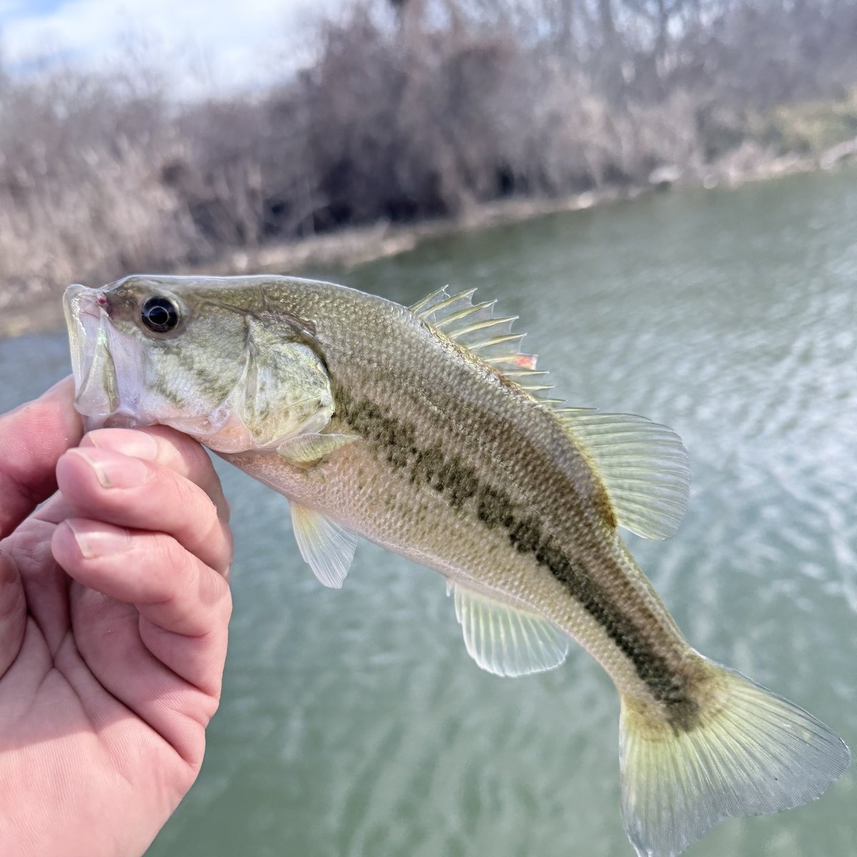 Largemouth Bass — 0 lbs 14 oz