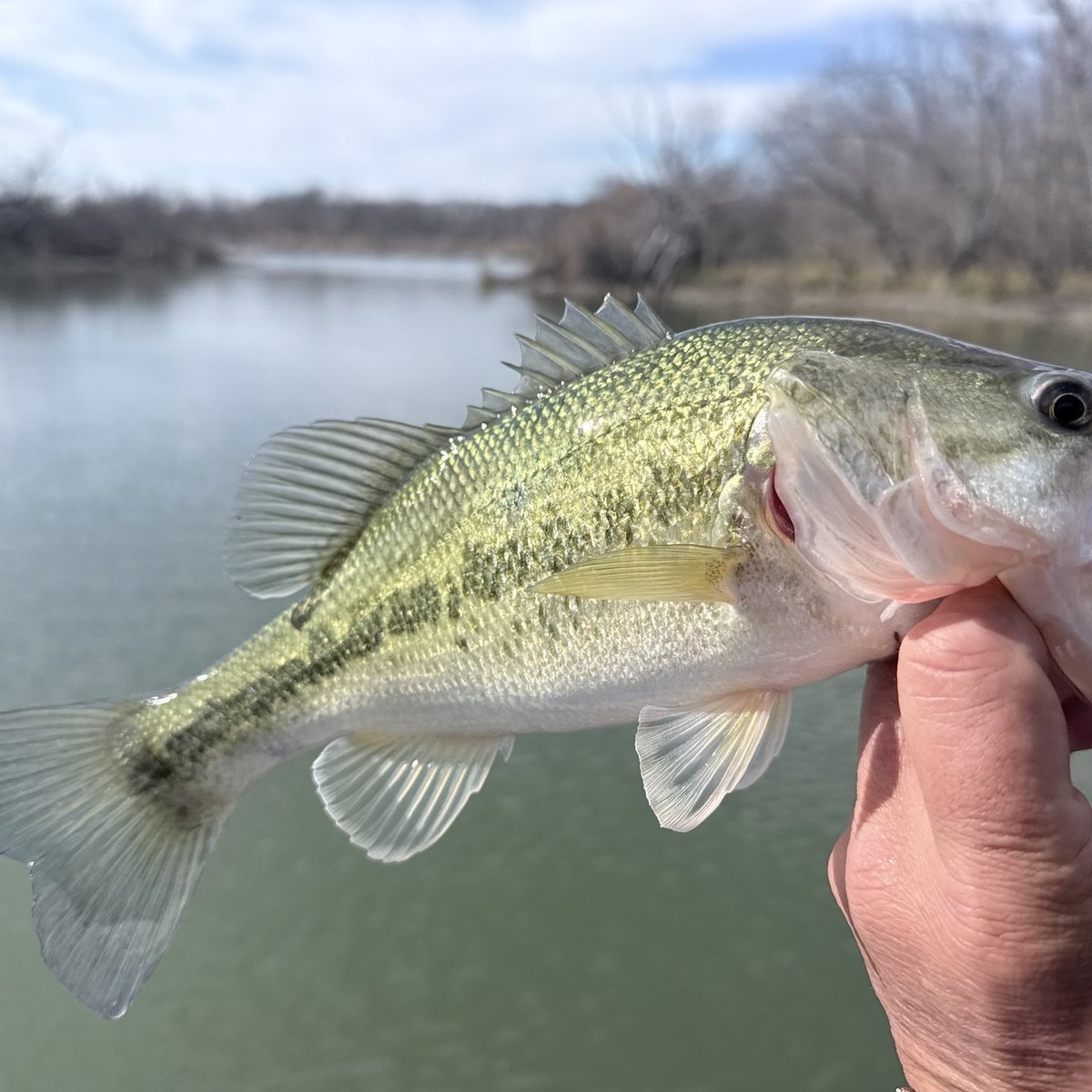 Largemouth Bass — 0 lbs 8 oz