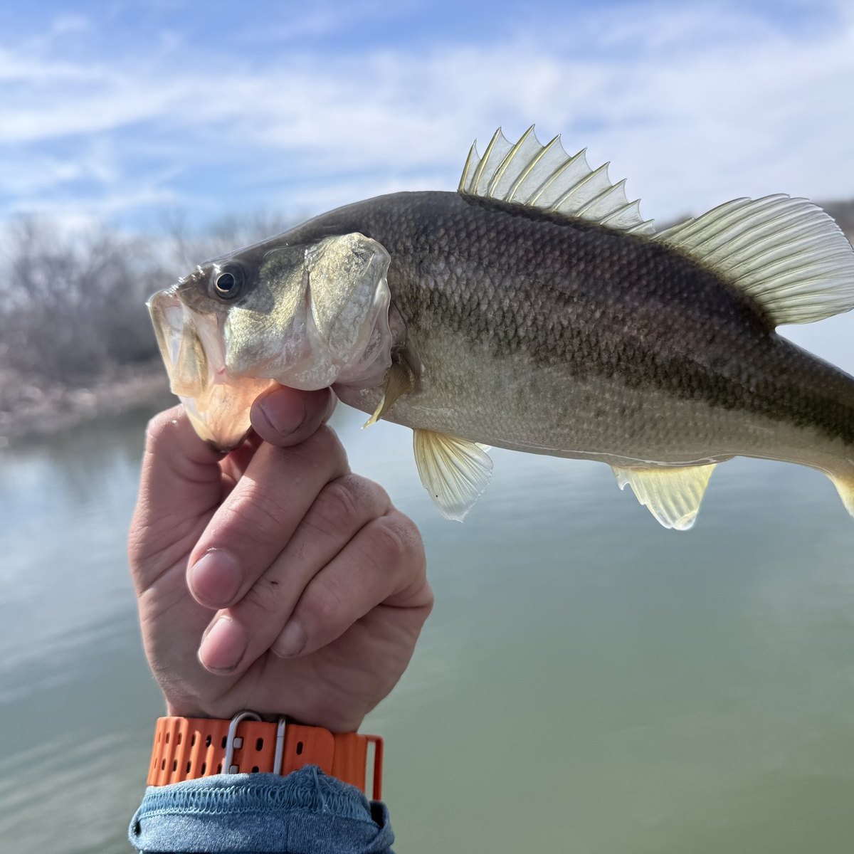 Largemouth Bass — 0 lbs 8 oz