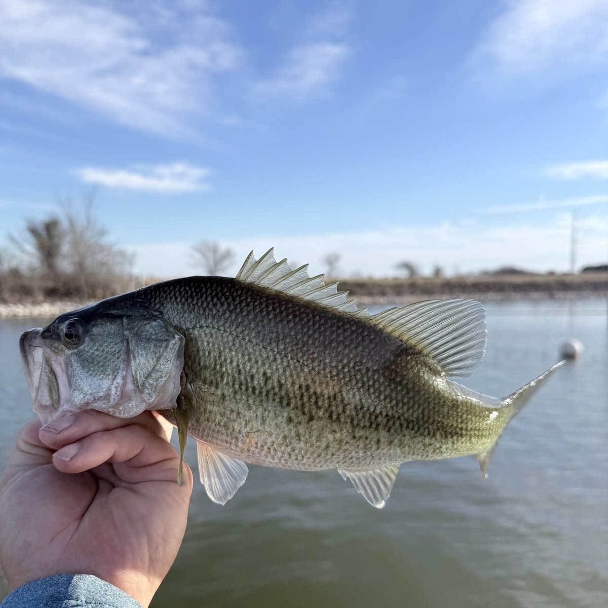Largemouth Bass — 1 lbs 6 oz