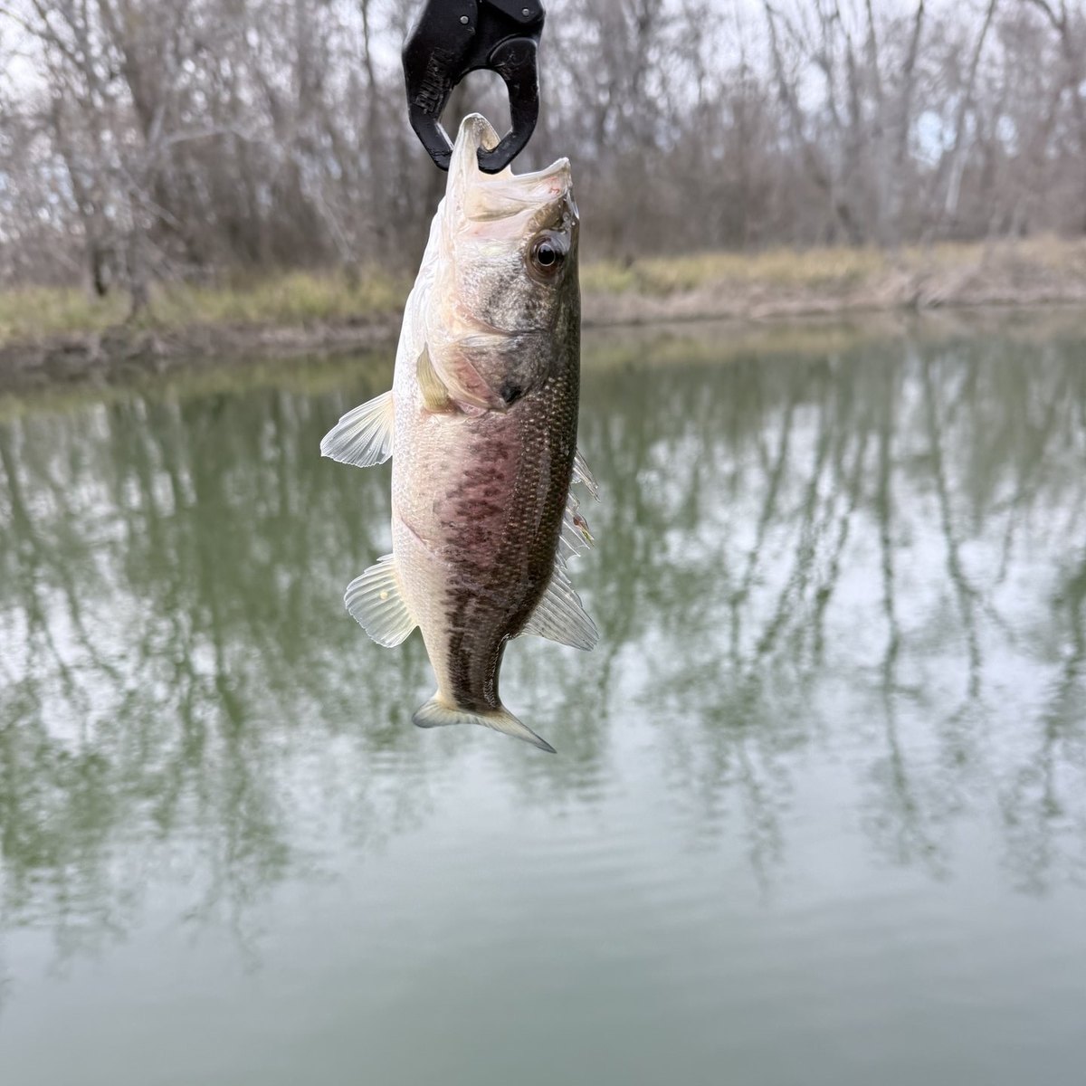 Largemouth Bass — 0 lbs 9 oz