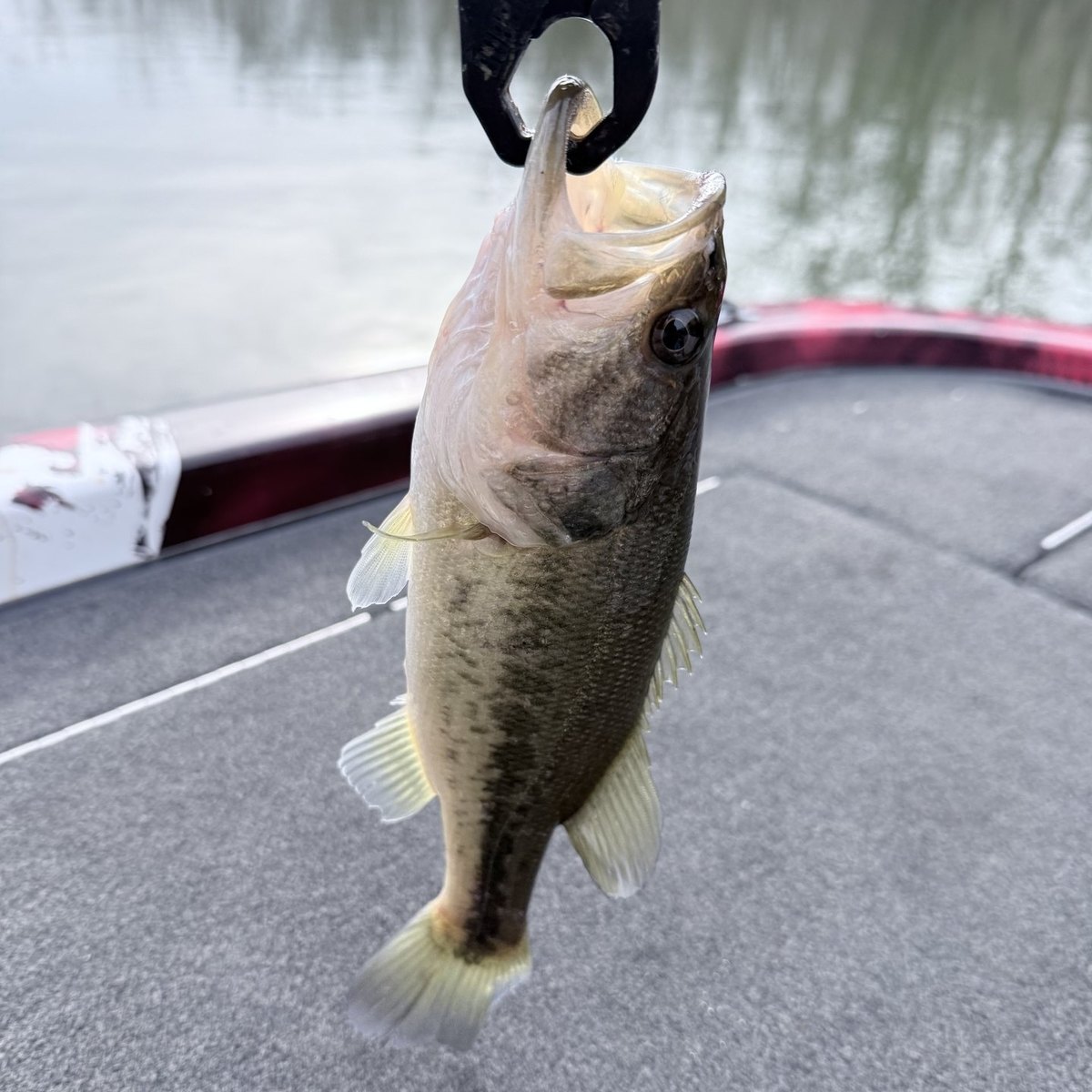 Largemouth Bass — 0 lbs 9 oz