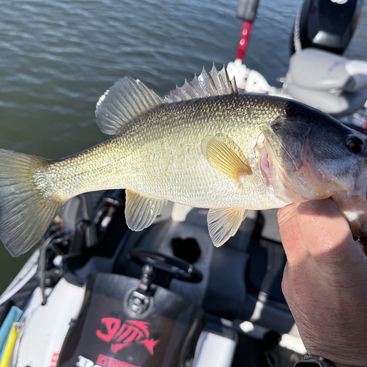 Largemouth Bass — 1 lbs 7 oz