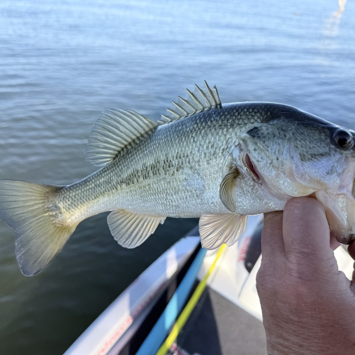 Largemouth Bass — 1 lbs 9 oz