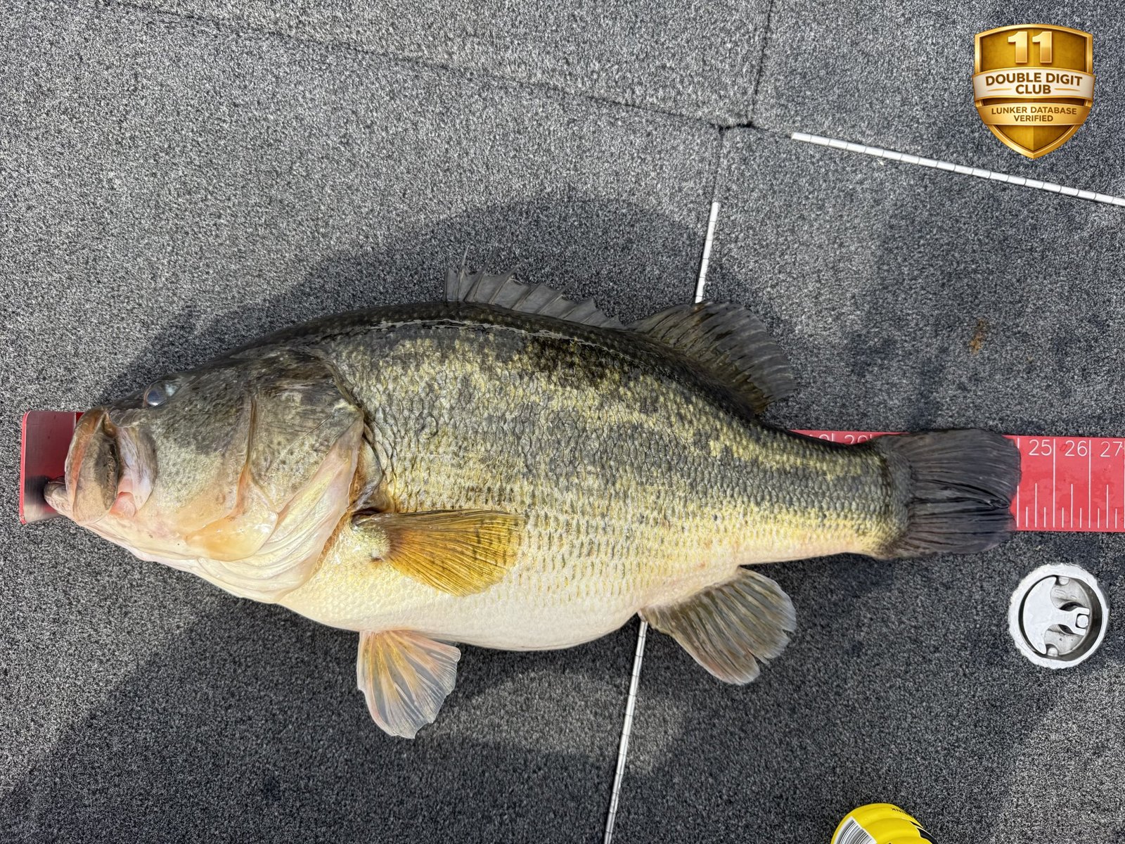 Largemouth Bass catch photo 3