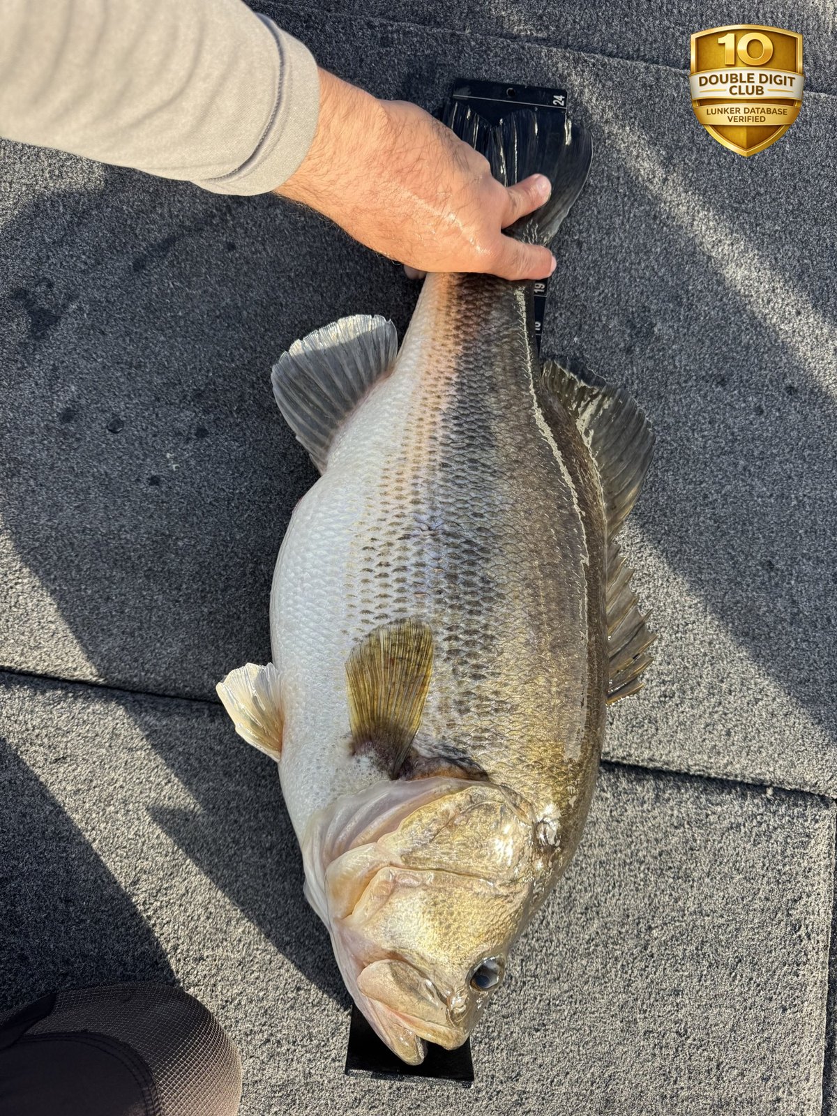 Largemouth Bass catch photo 3