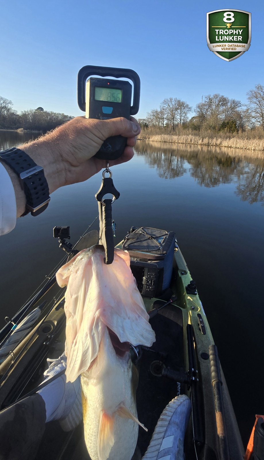 Largemouth Bass catch photo 2