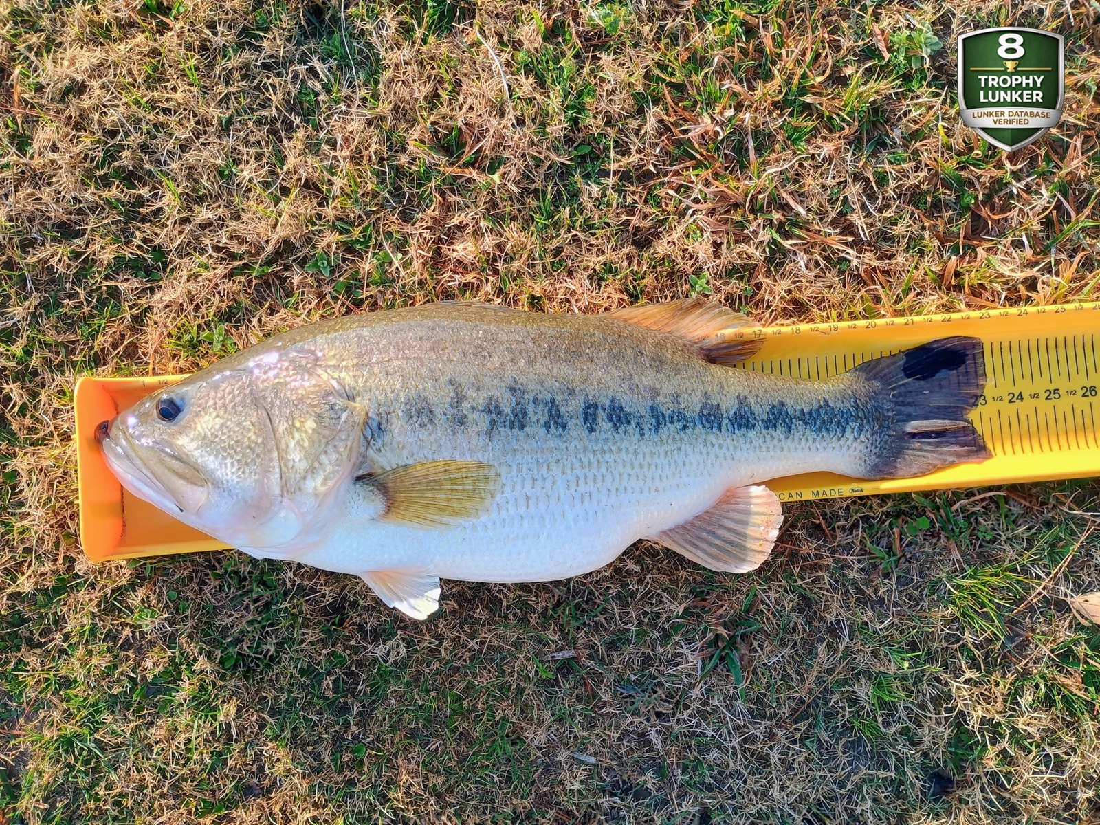 Largemouth Bass catch photo 3