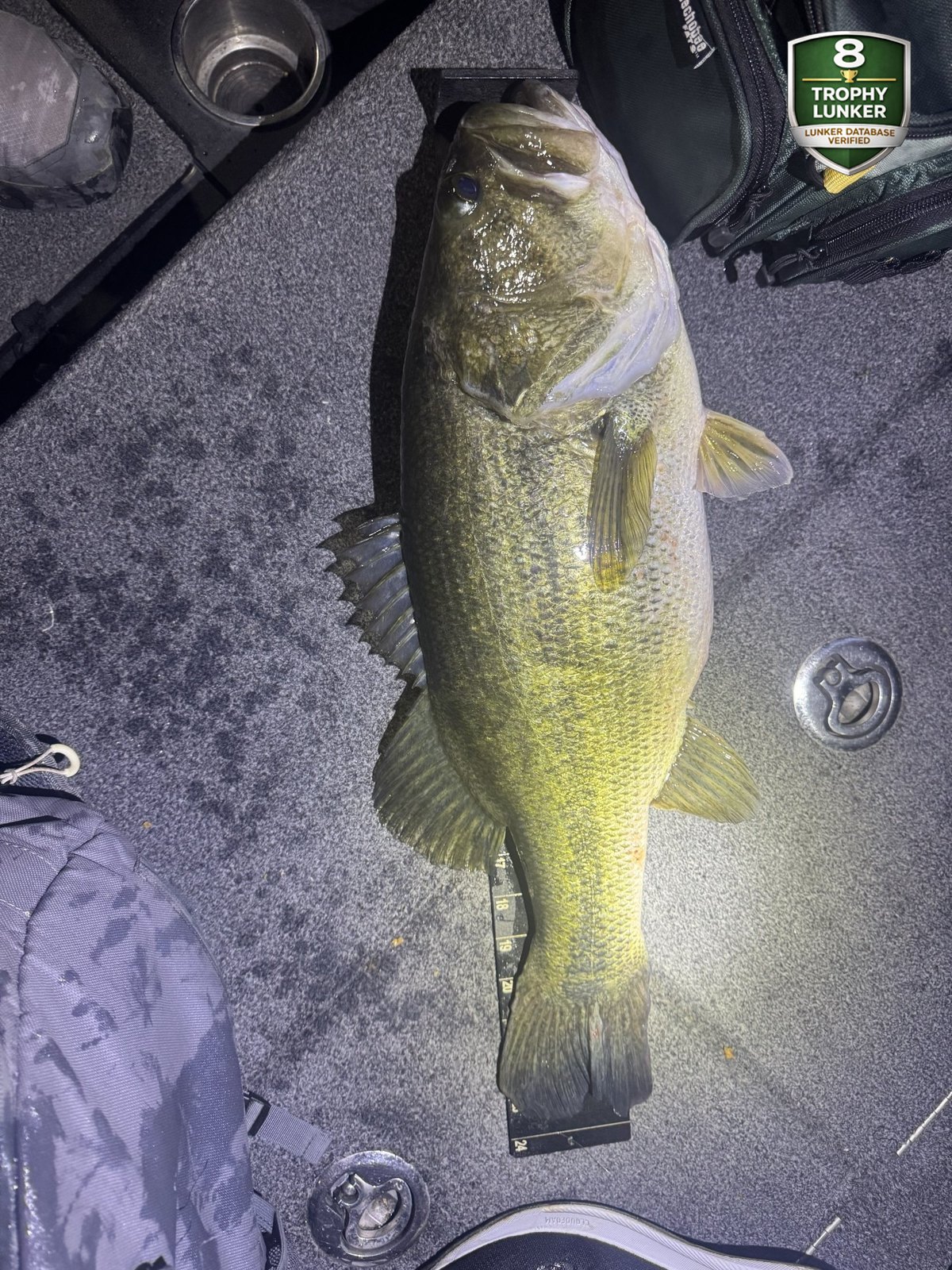 Largemouth Bass catch photo 2