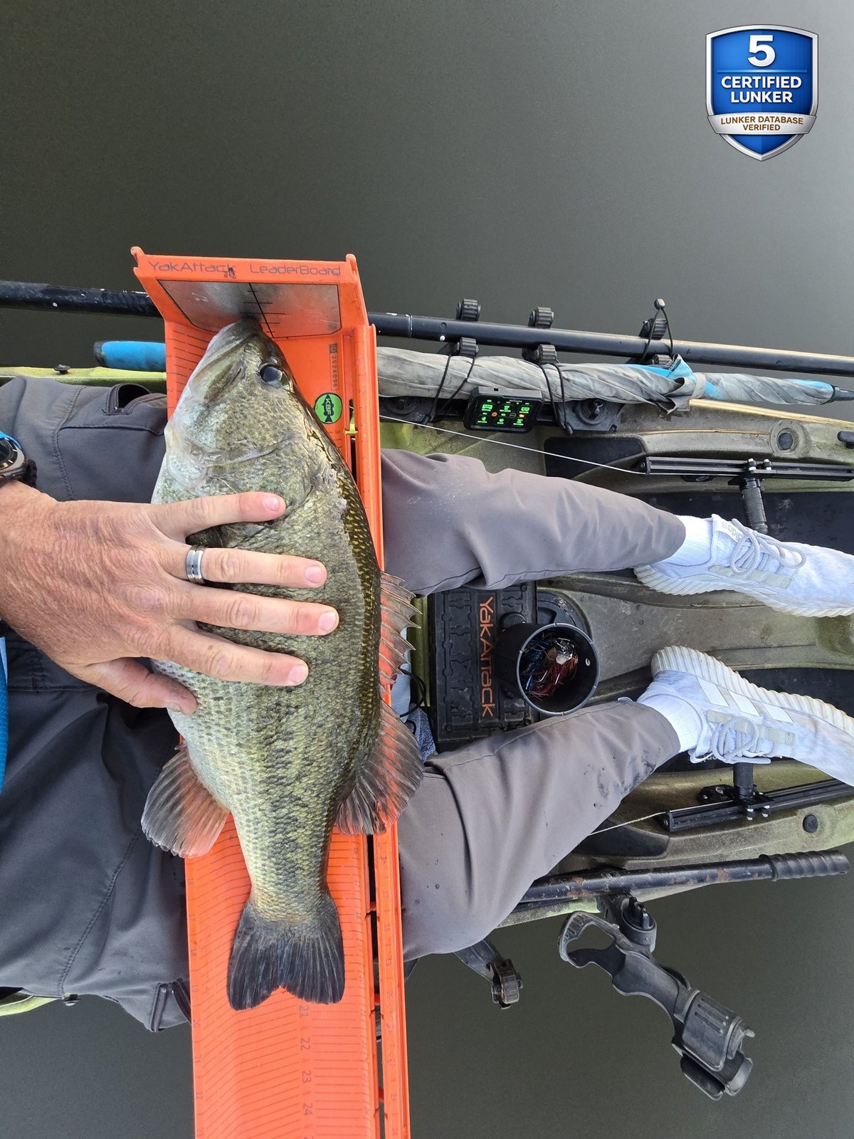 Largemouth Bass catch photo 3
