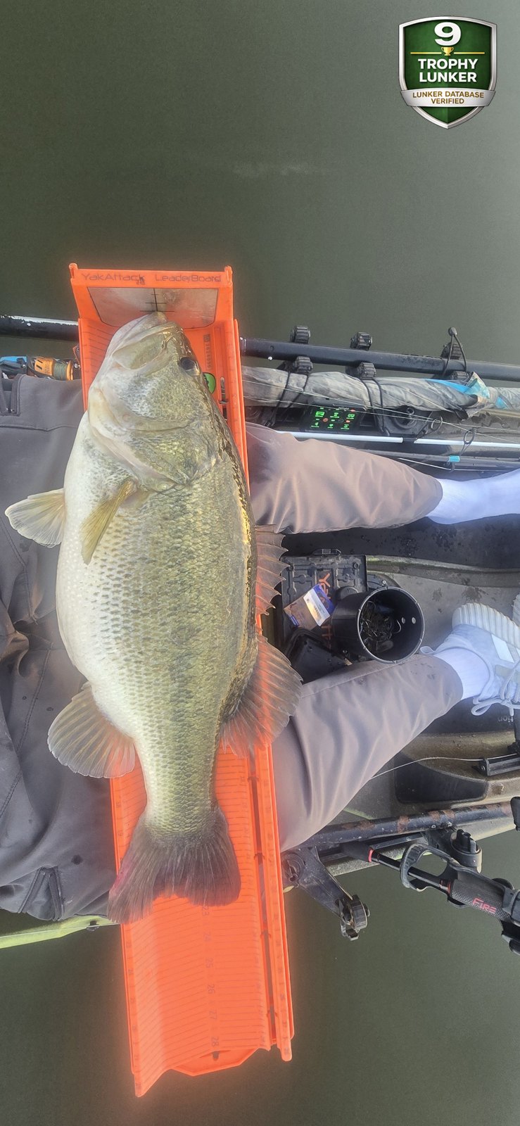 Largemouth Bass catch photo 3