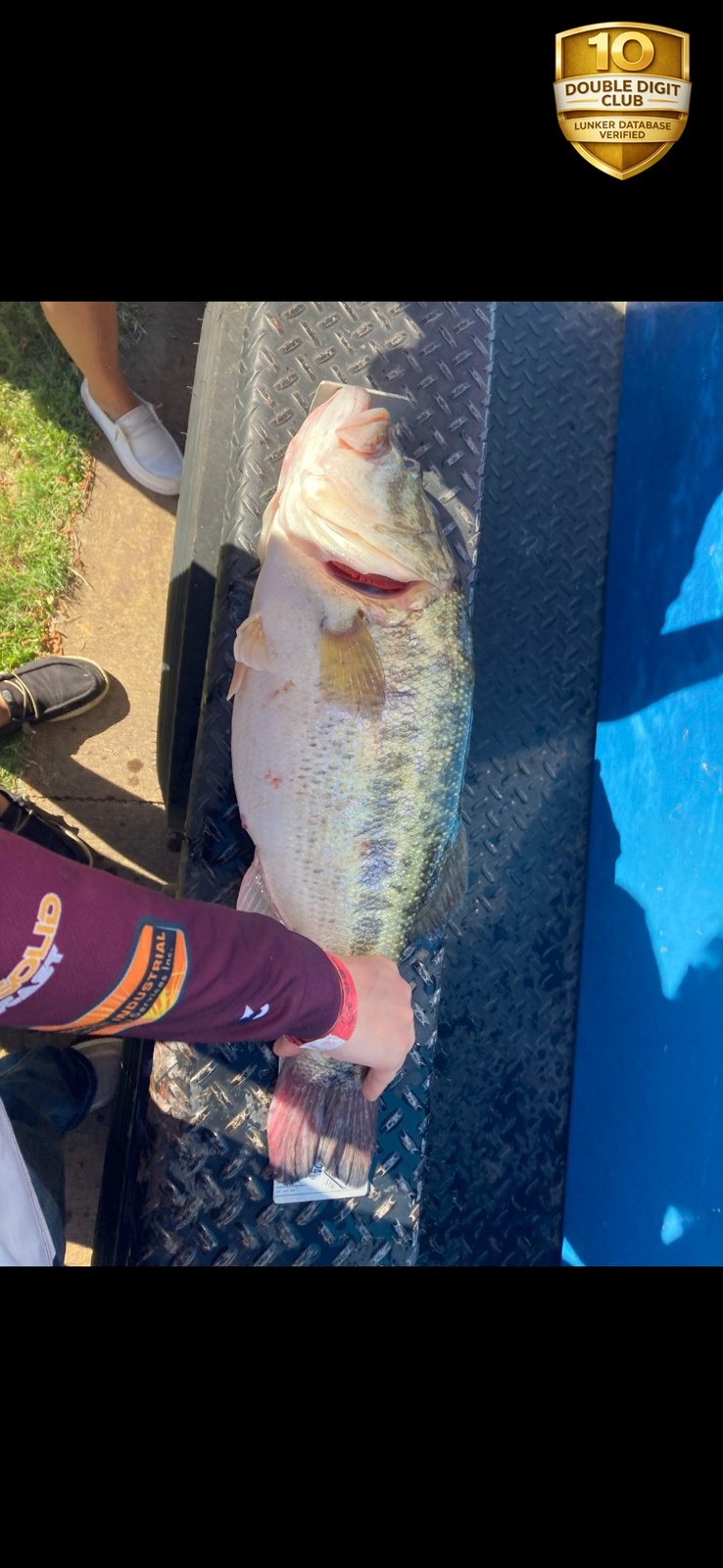 Largemouth Bass catch photo 3