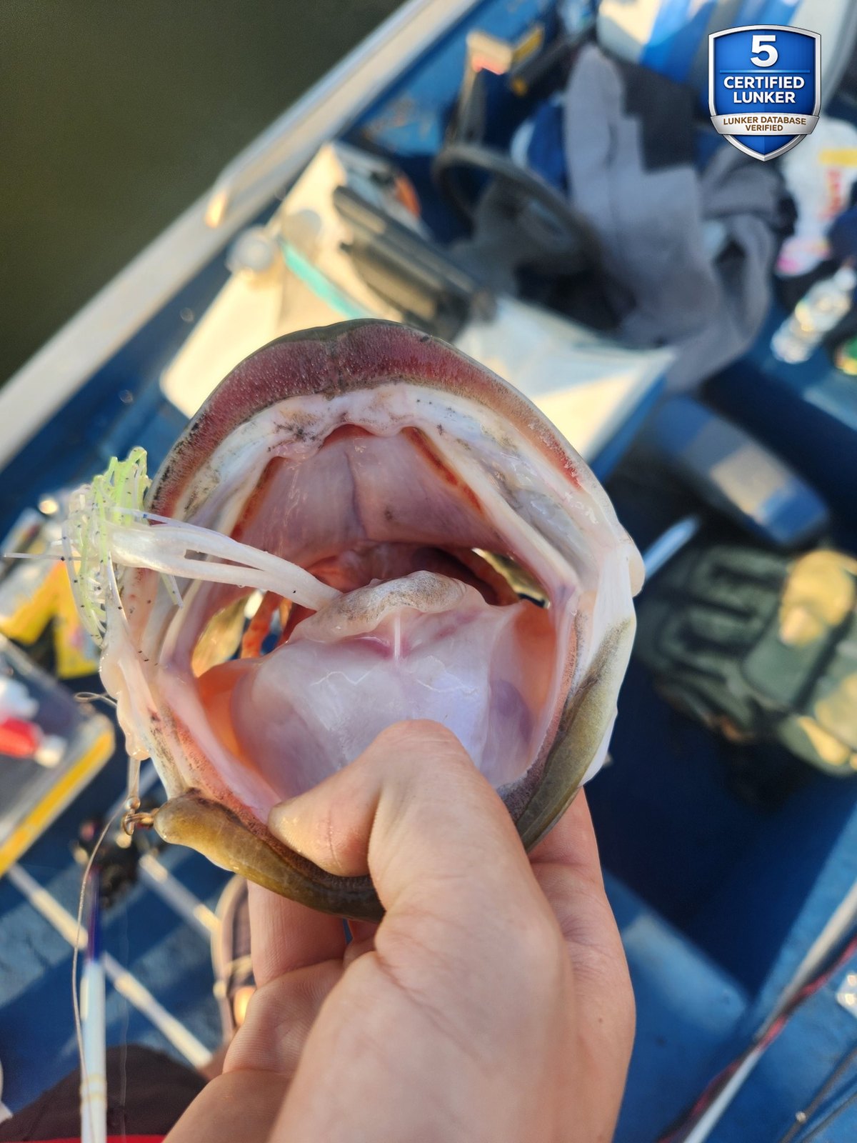 Largemouth Bass catch photo 3