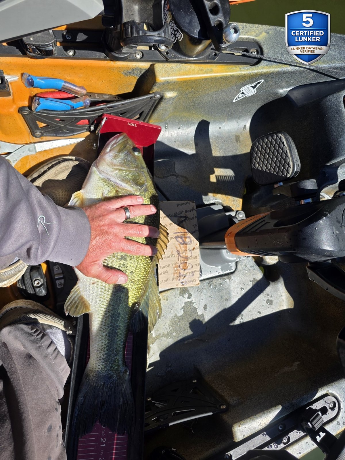 Largemouth Bass catch photo 3