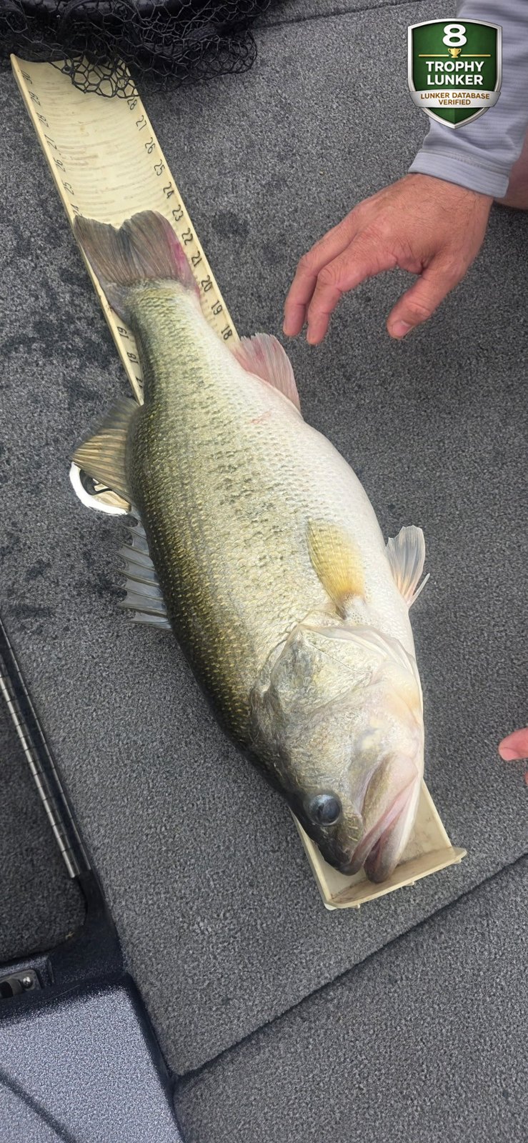 Largemouth Bass catch photo 3