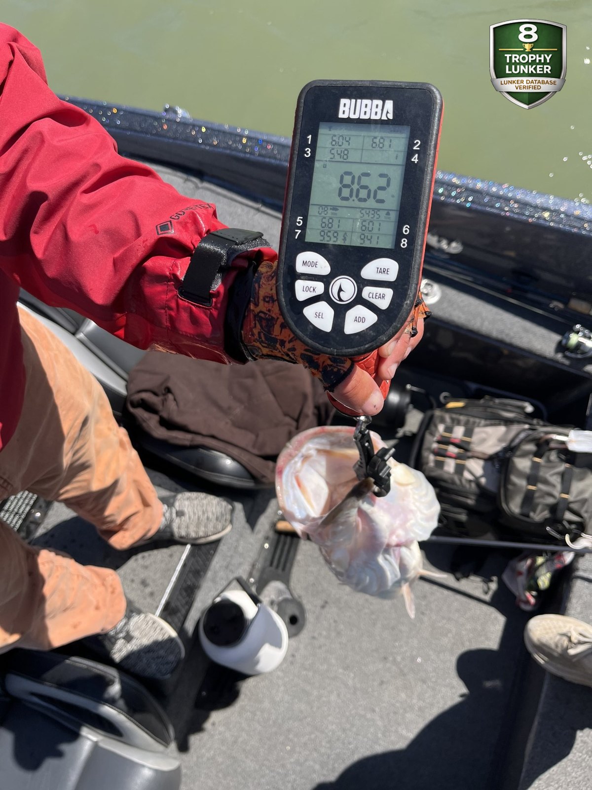 Largemouth Bass catch photo 2