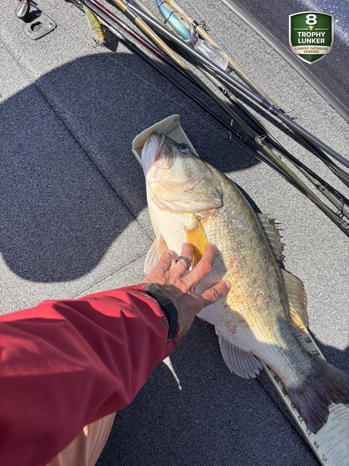 Largemouth Bass catch photo 3