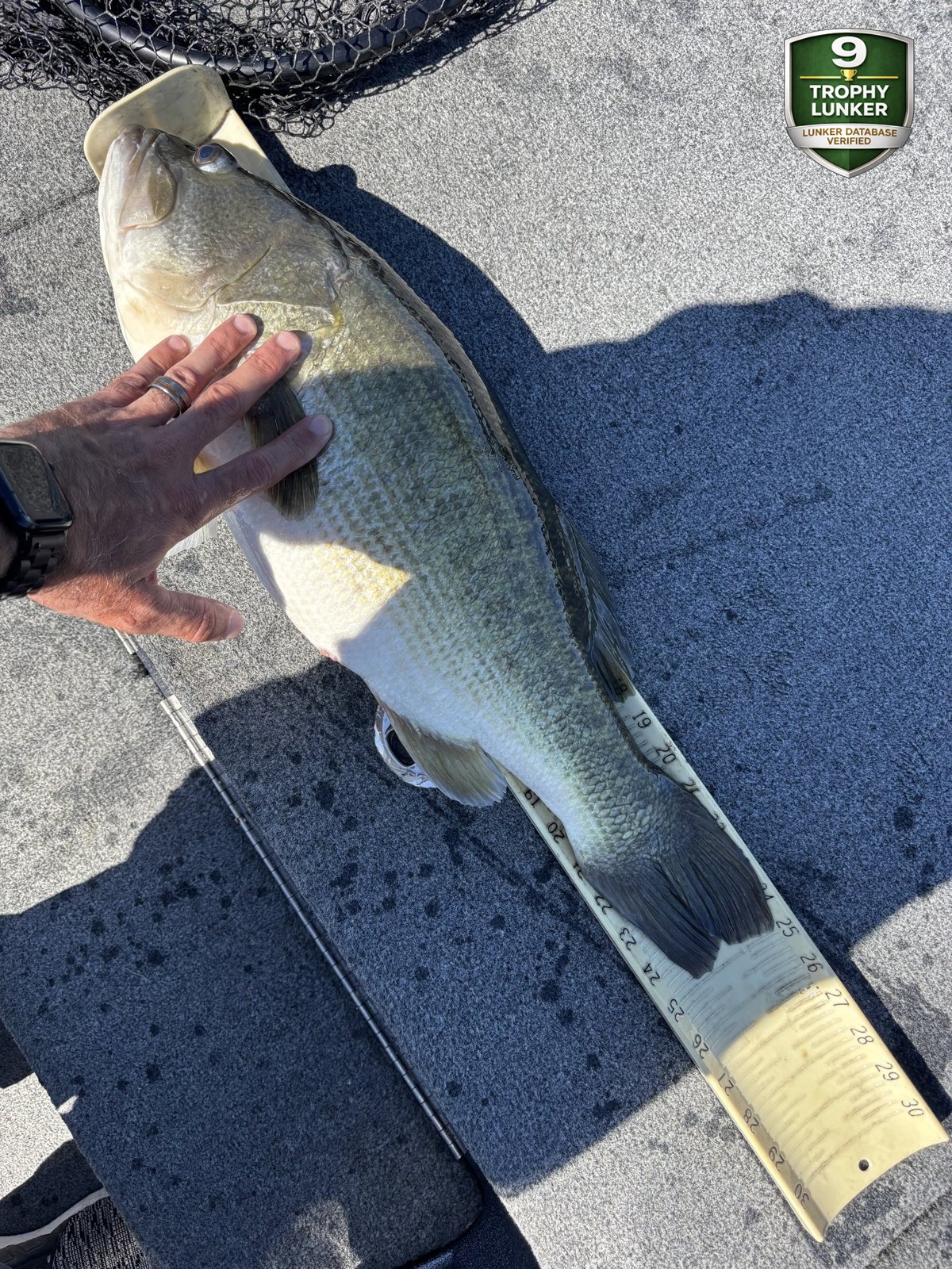 Largemouth Bass catch photo 3
