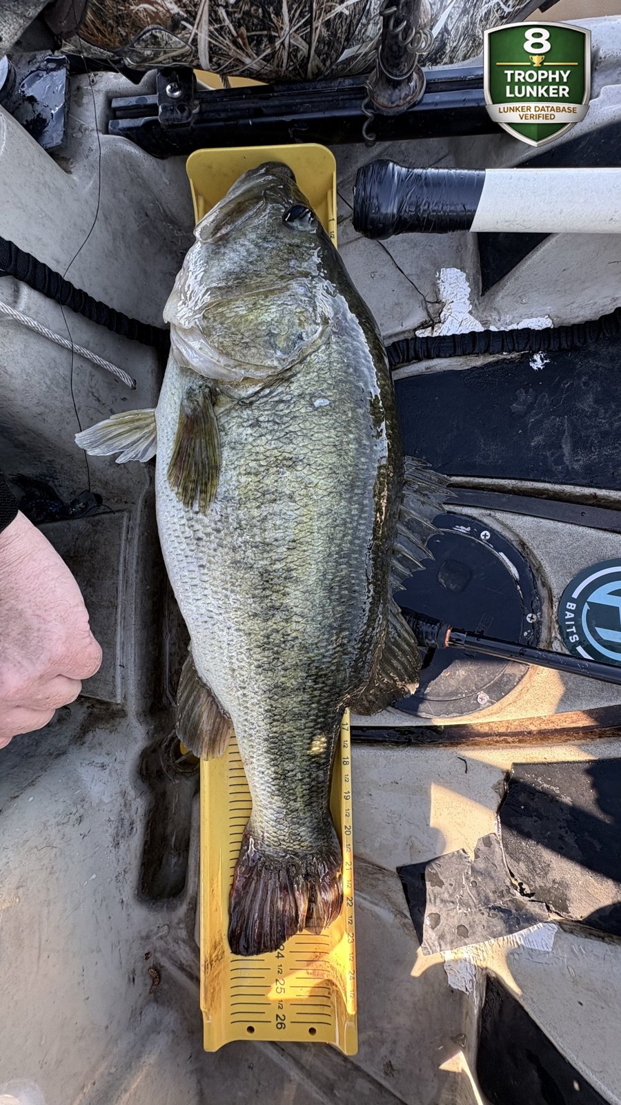 Largemouth Bass catch photo 3