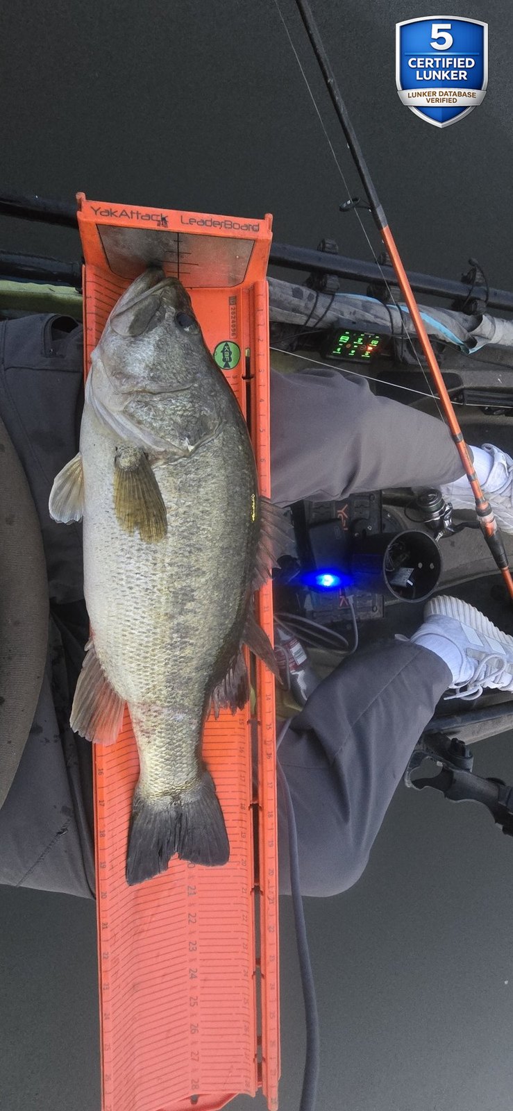 Largemouth Bass catch photo 3