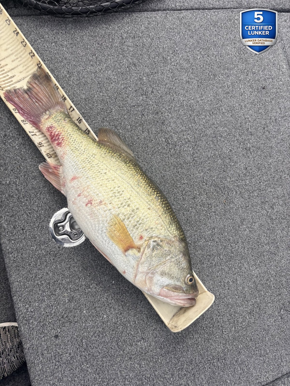 Largemouth Bass catch photo 3