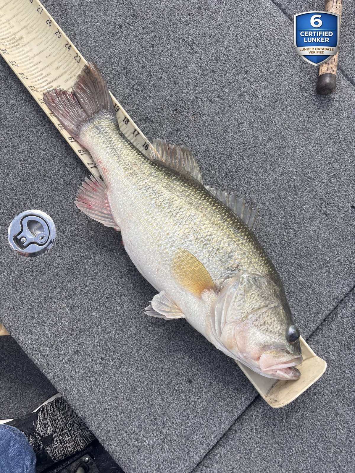 Largemouth Bass catch photo 3