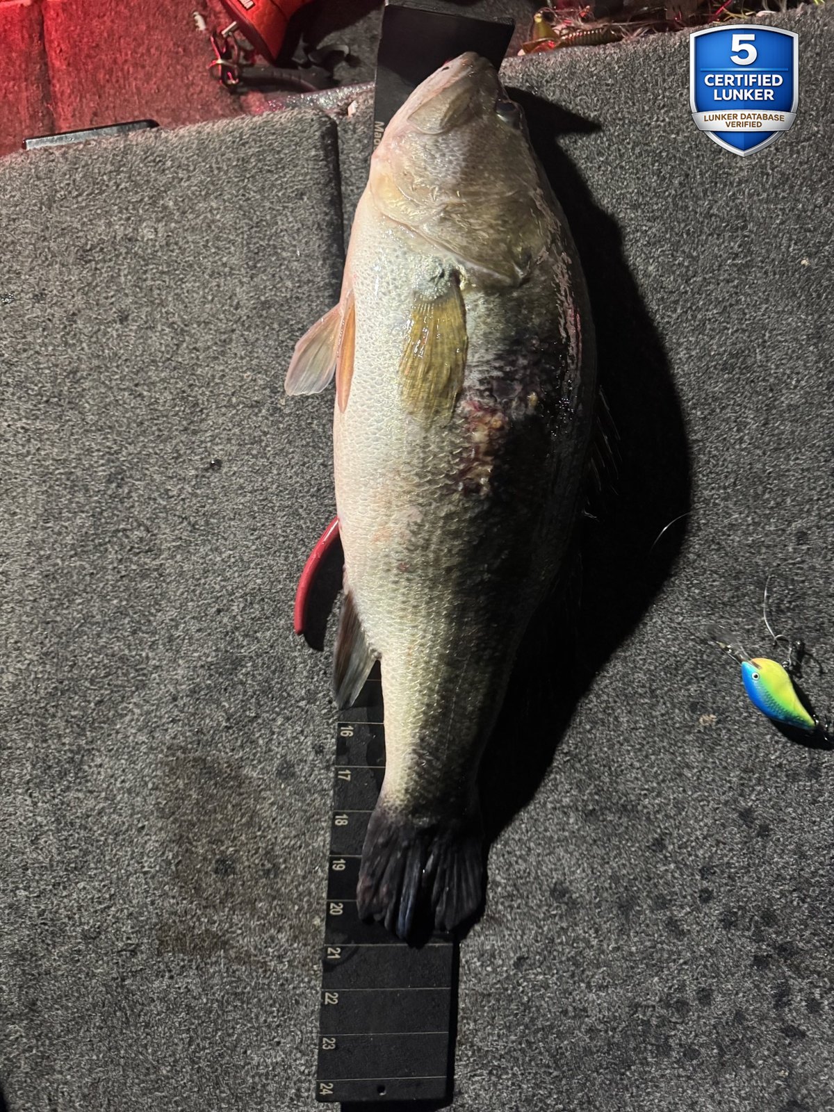 Largemouth Bass catch photo 3