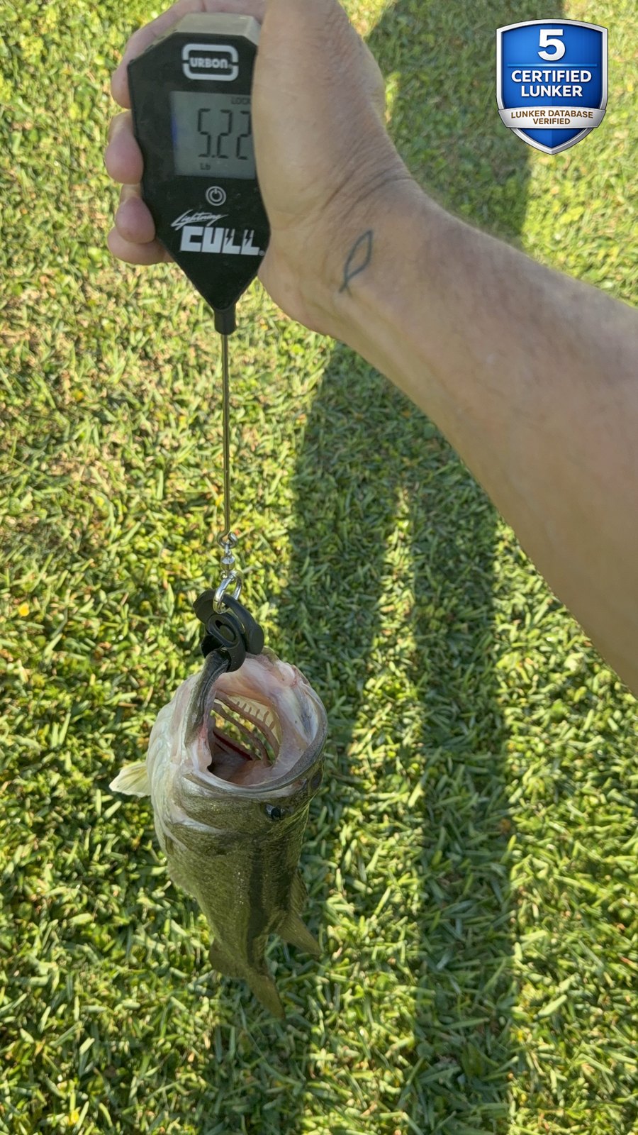 Largemouth Bass catch photo 2