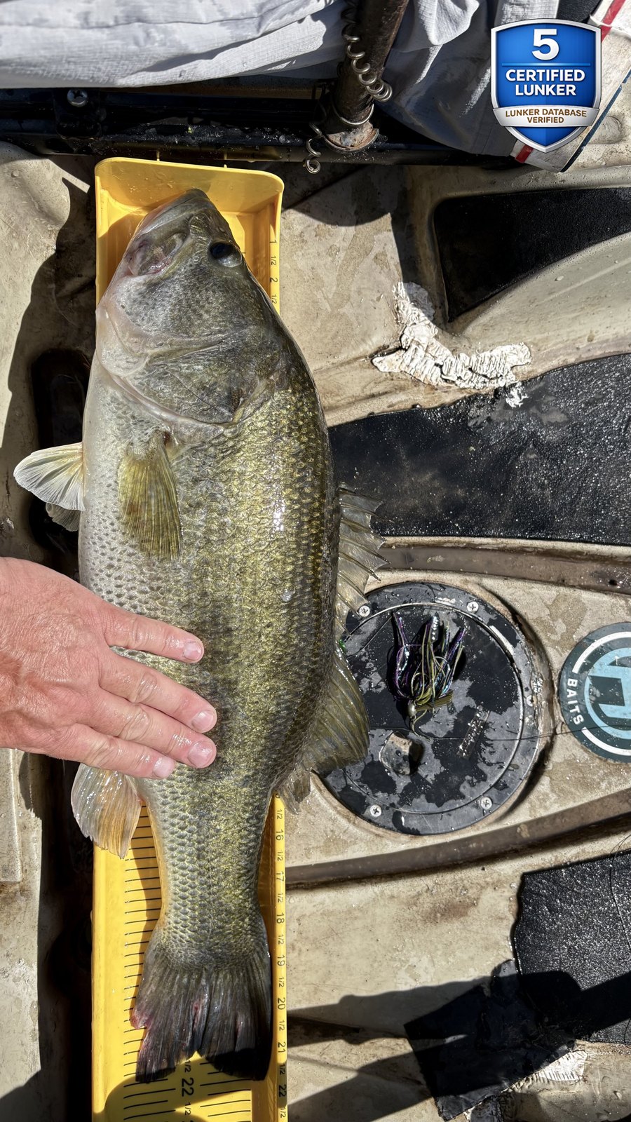 Largemouth Bass catch photo 3