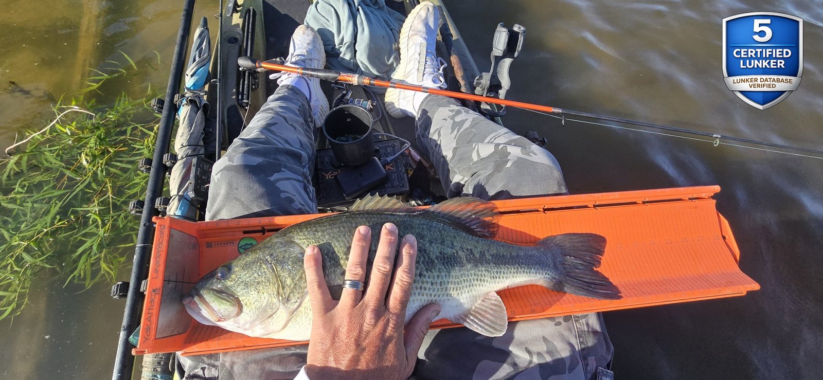 Largemouth Bass catch photo 3