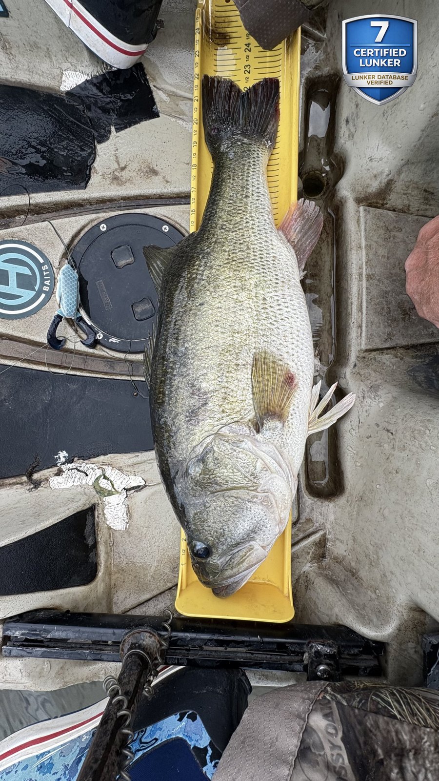 Largemouth Bass catch photo 3