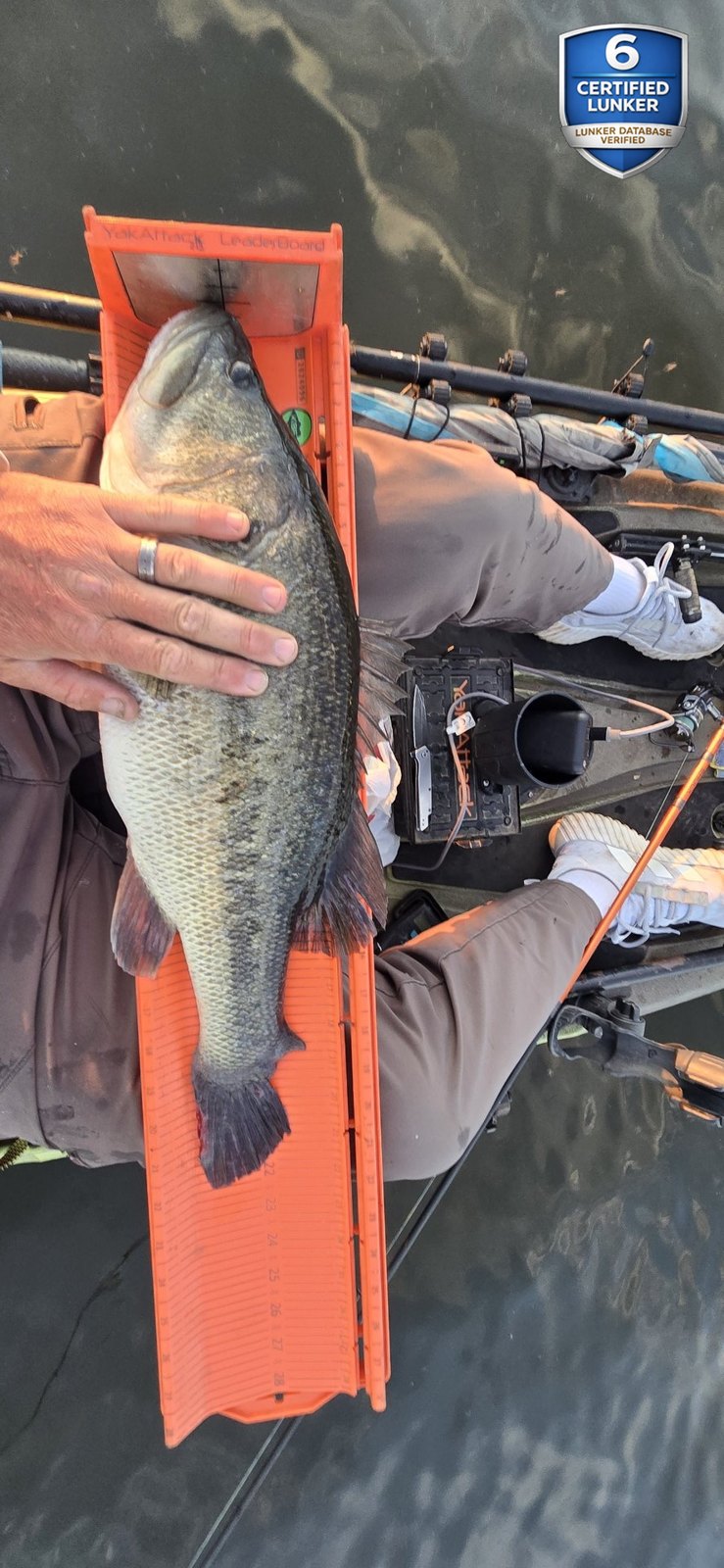 Largemouth Bass catch photo 3