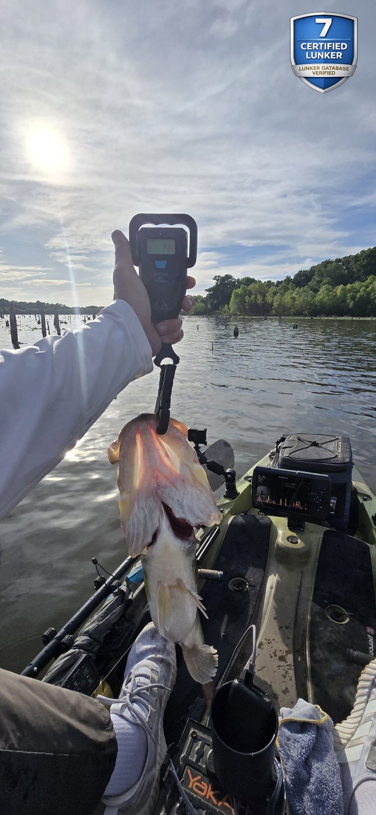 Largemouth Bass catch photo 2
