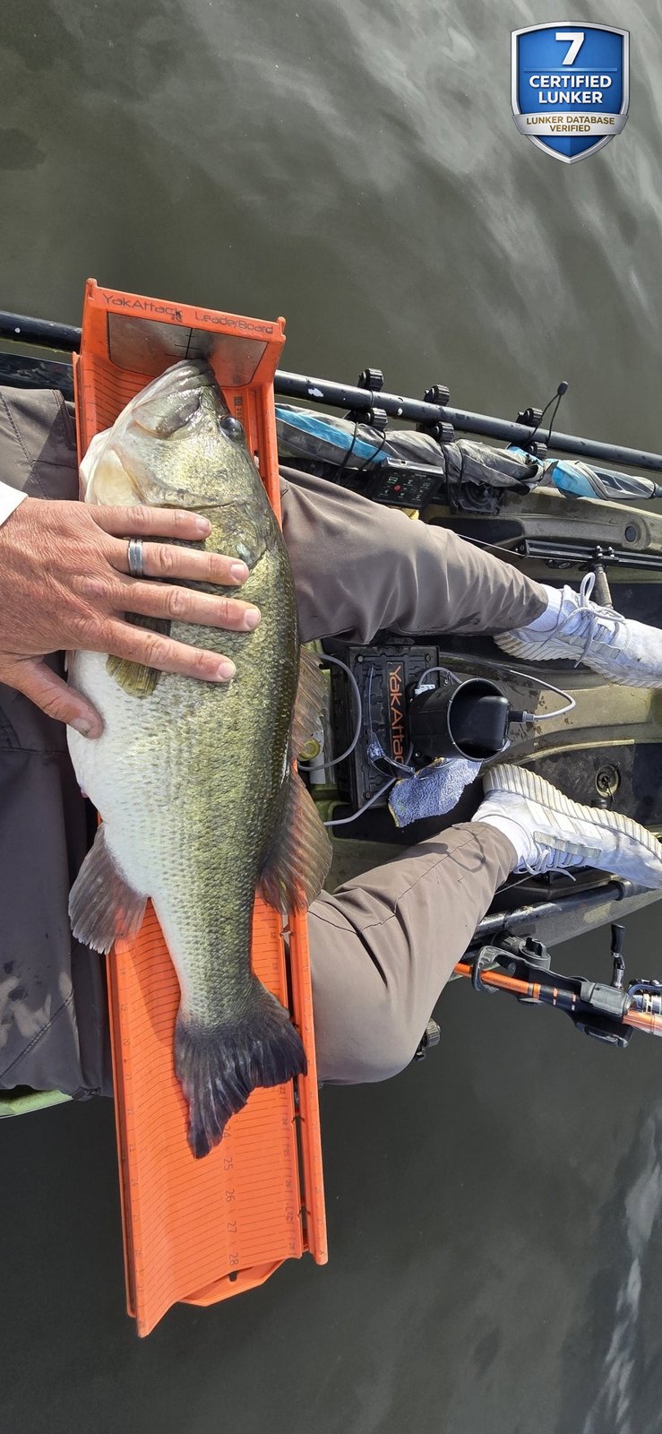 Largemouth Bass catch photo 3