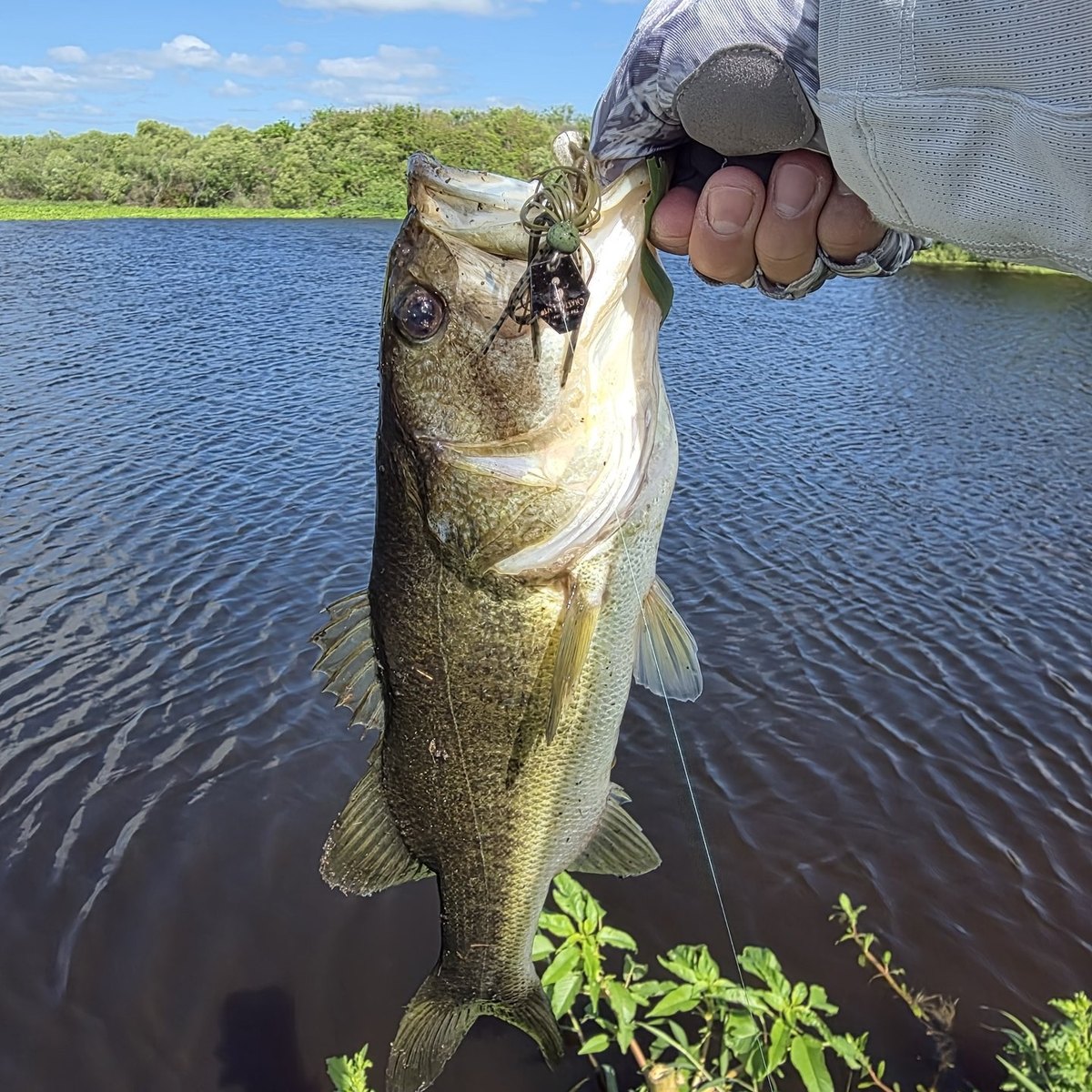 Largemouth Bass — 1 lbs