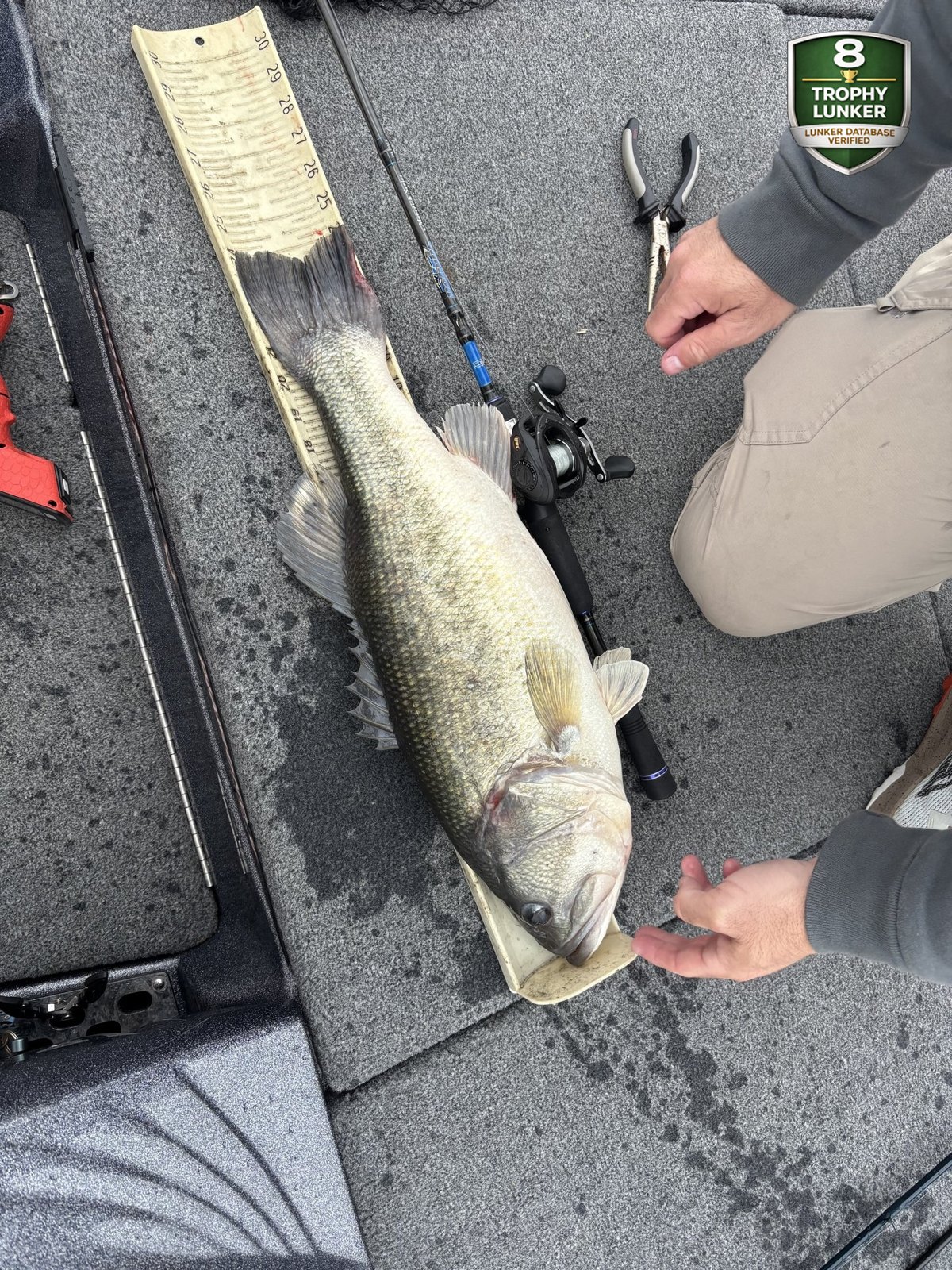 Largemouth Bass catch photo 3