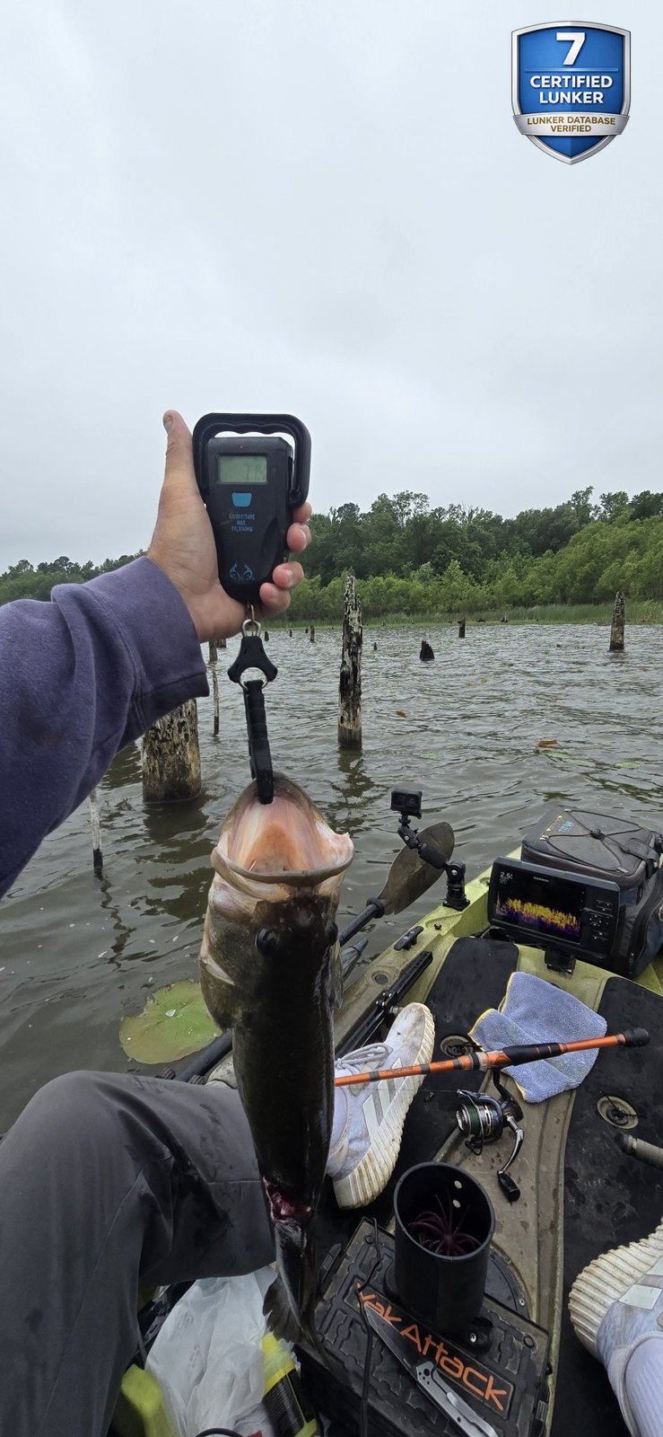 Largemouth Bass catch photo 2