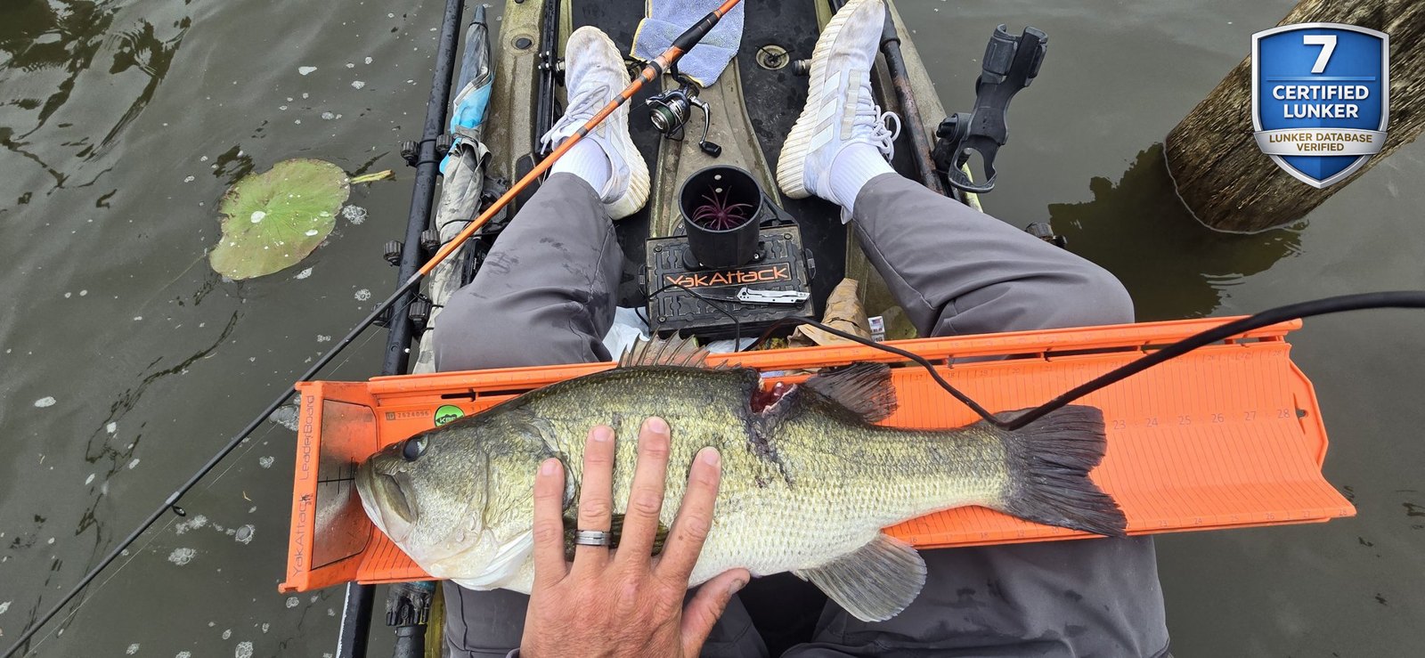 Largemouth Bass catch photo 3