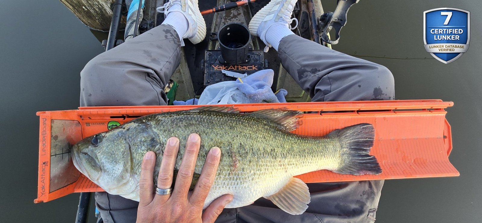 Largemouth Bass catch photo 3
