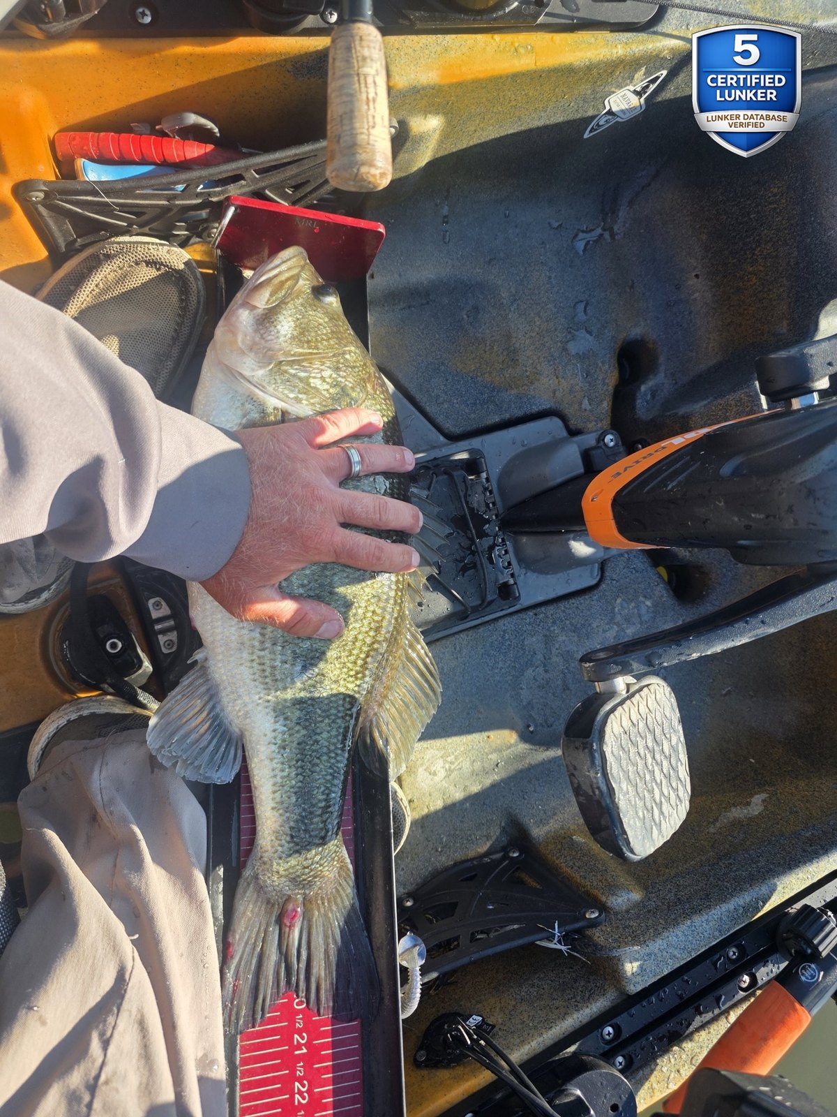 Largemouth Bass catch photo 1