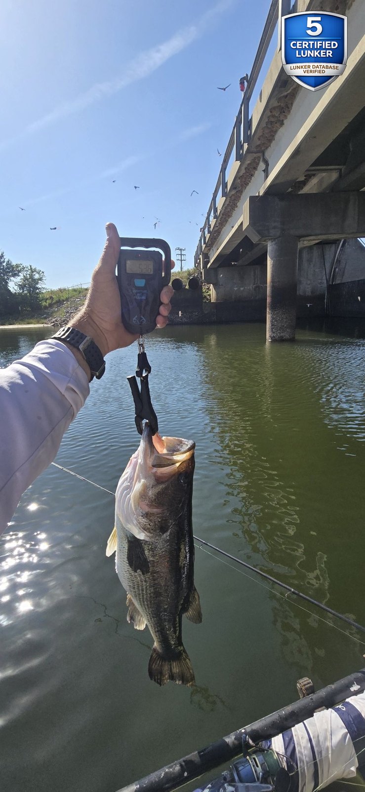 Largemouth Bass catch photo 2
