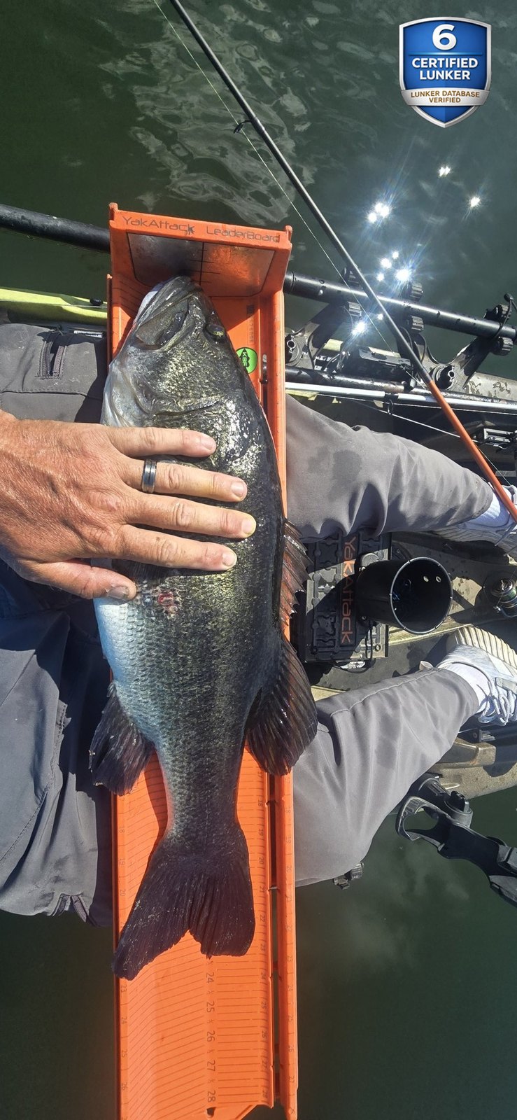 Largemouth Bass catch photo 3