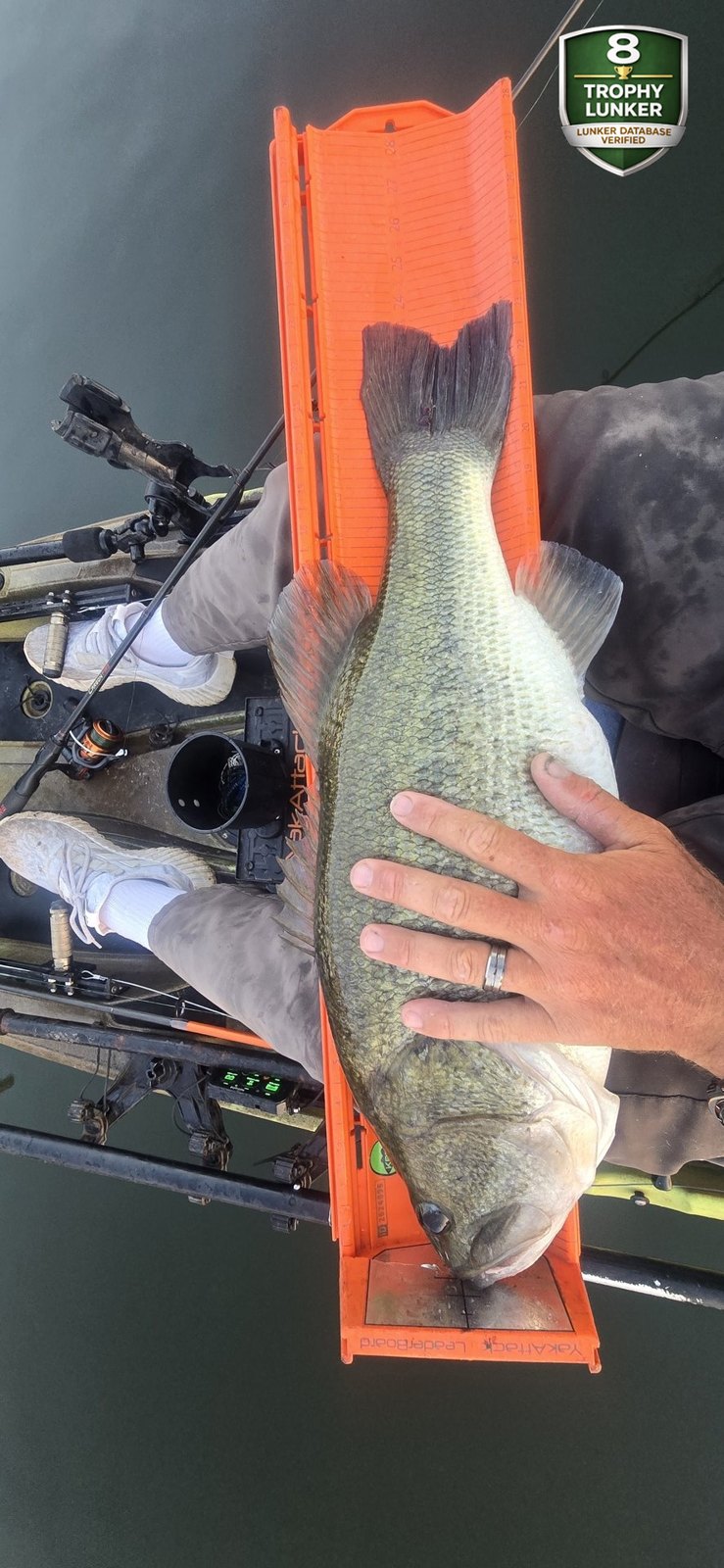 Largemouth Bass catch photo 3