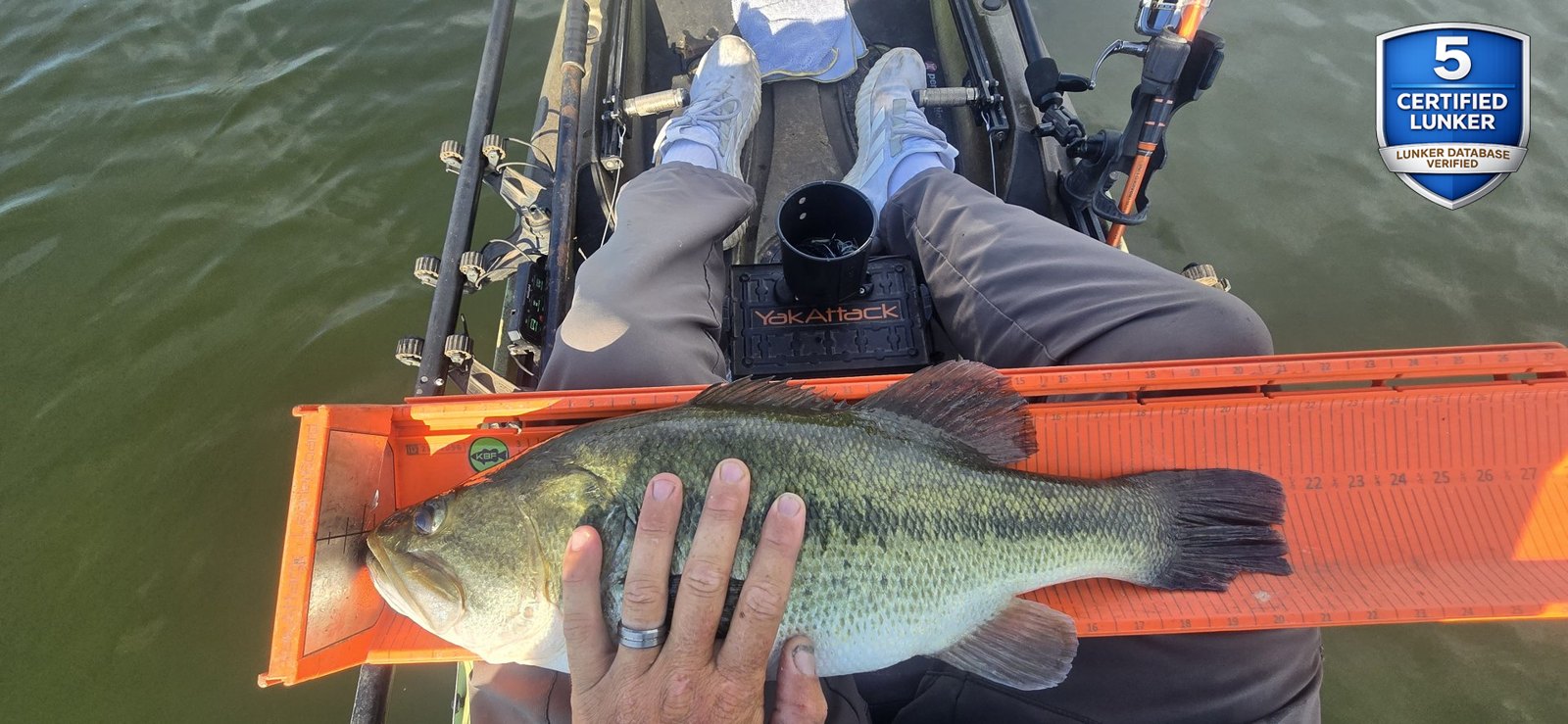 Largemouth Bass catch photo 3