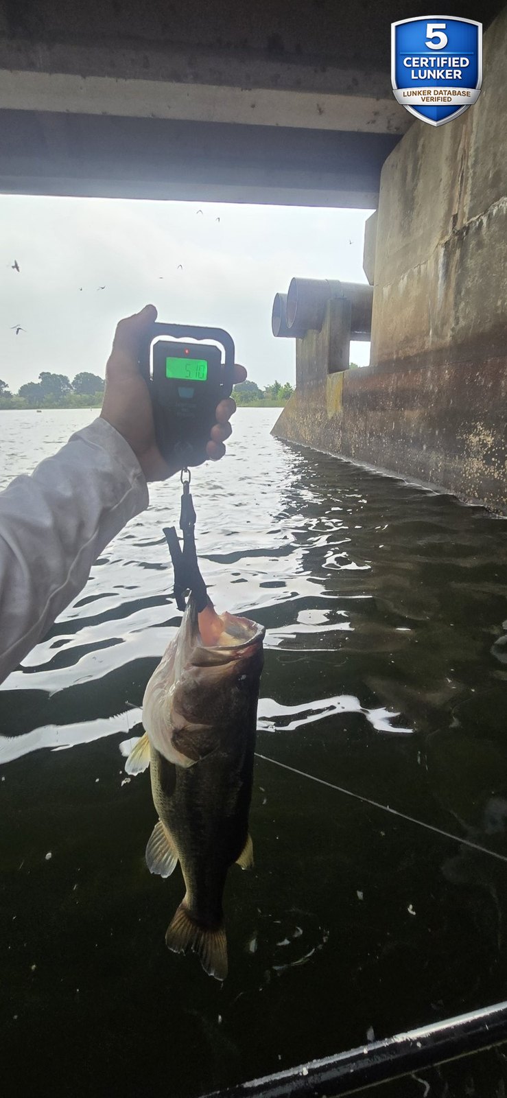 Largemouth Bass catch photo 2