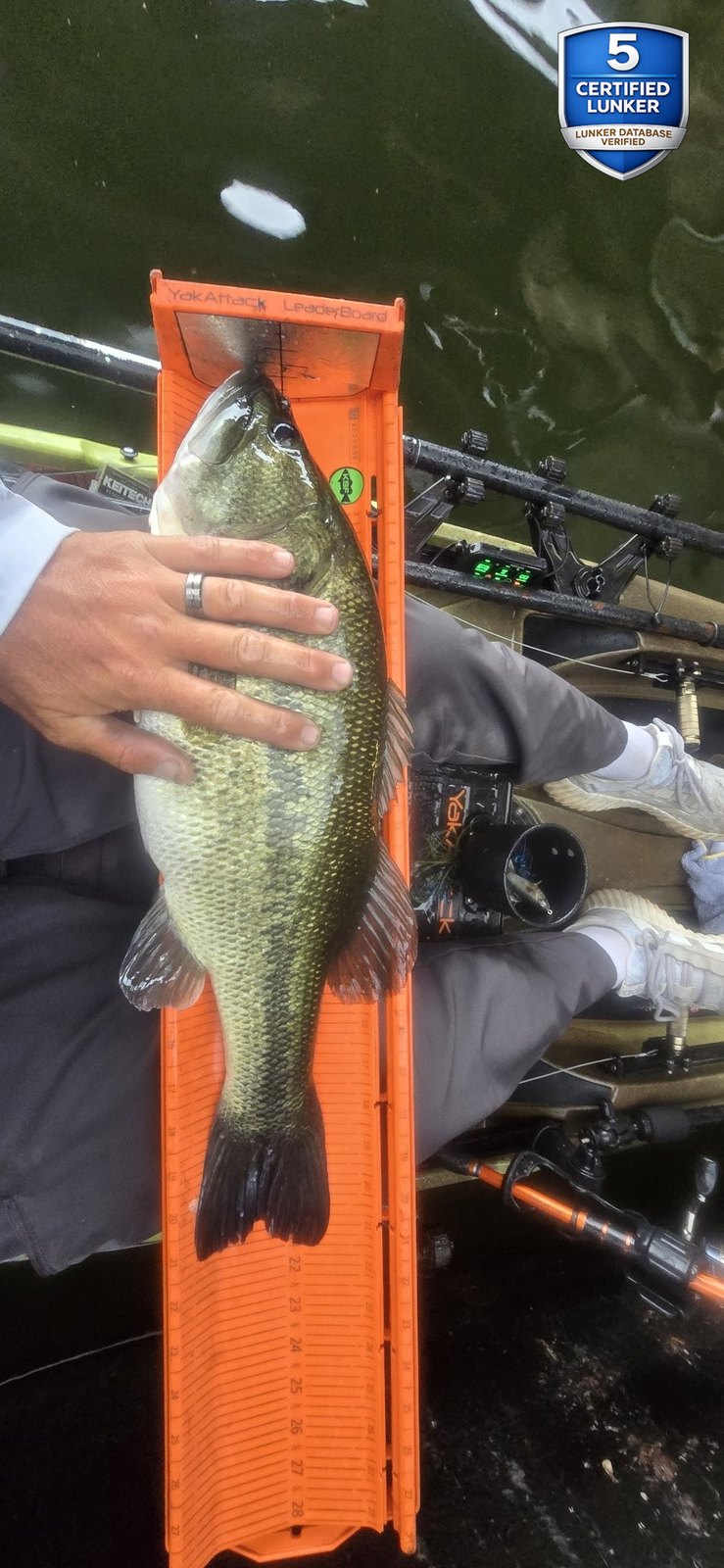 Largemouth Bass catch photo 3